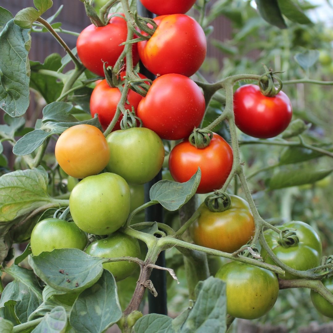 Harzfeuer F1 Tomatensamen für ca. 15 Pflanzen