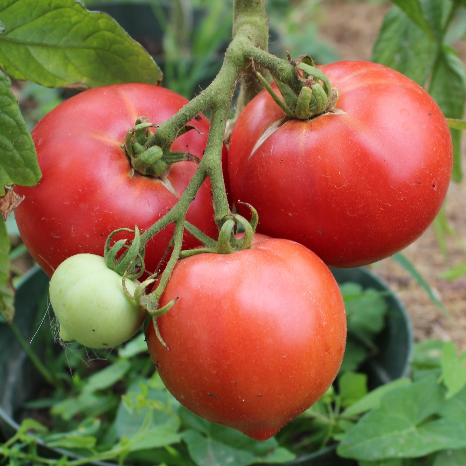 Faworyt Tomatensamen