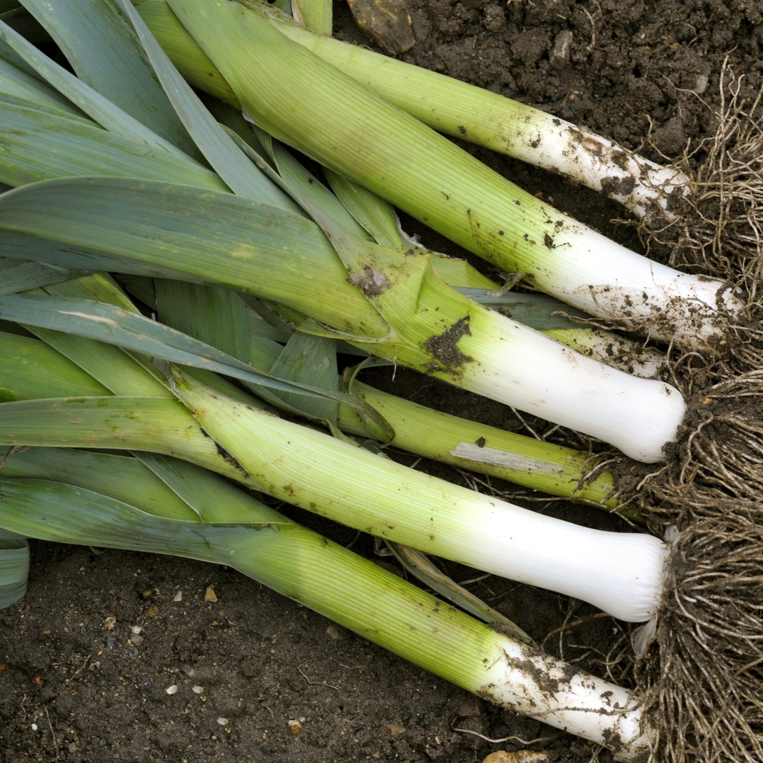Lauch Herbstriesen 2 Hannibal Samen 