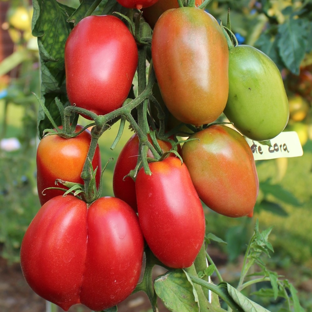 Rote Zora Bio-Tomatensamen