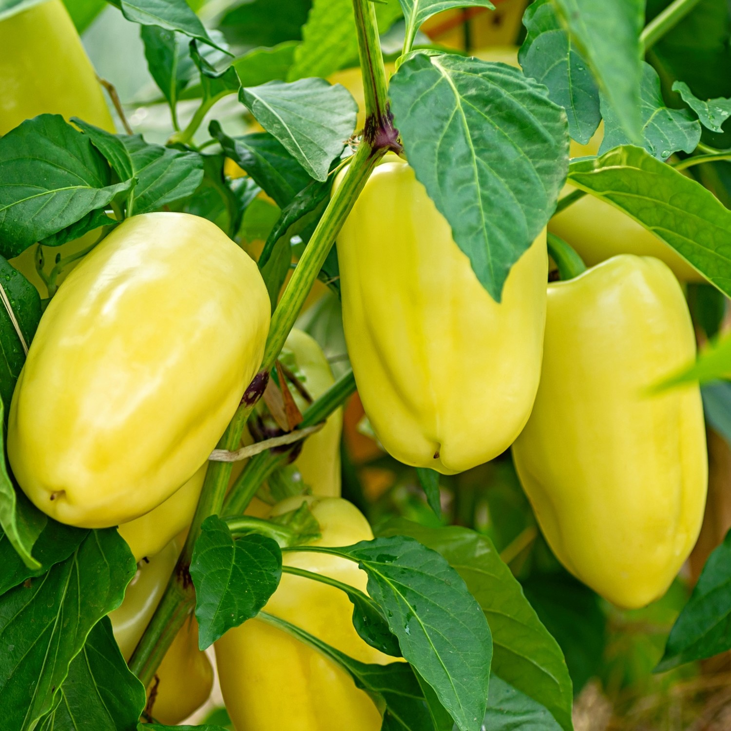 Paprika Pusztagold Samen