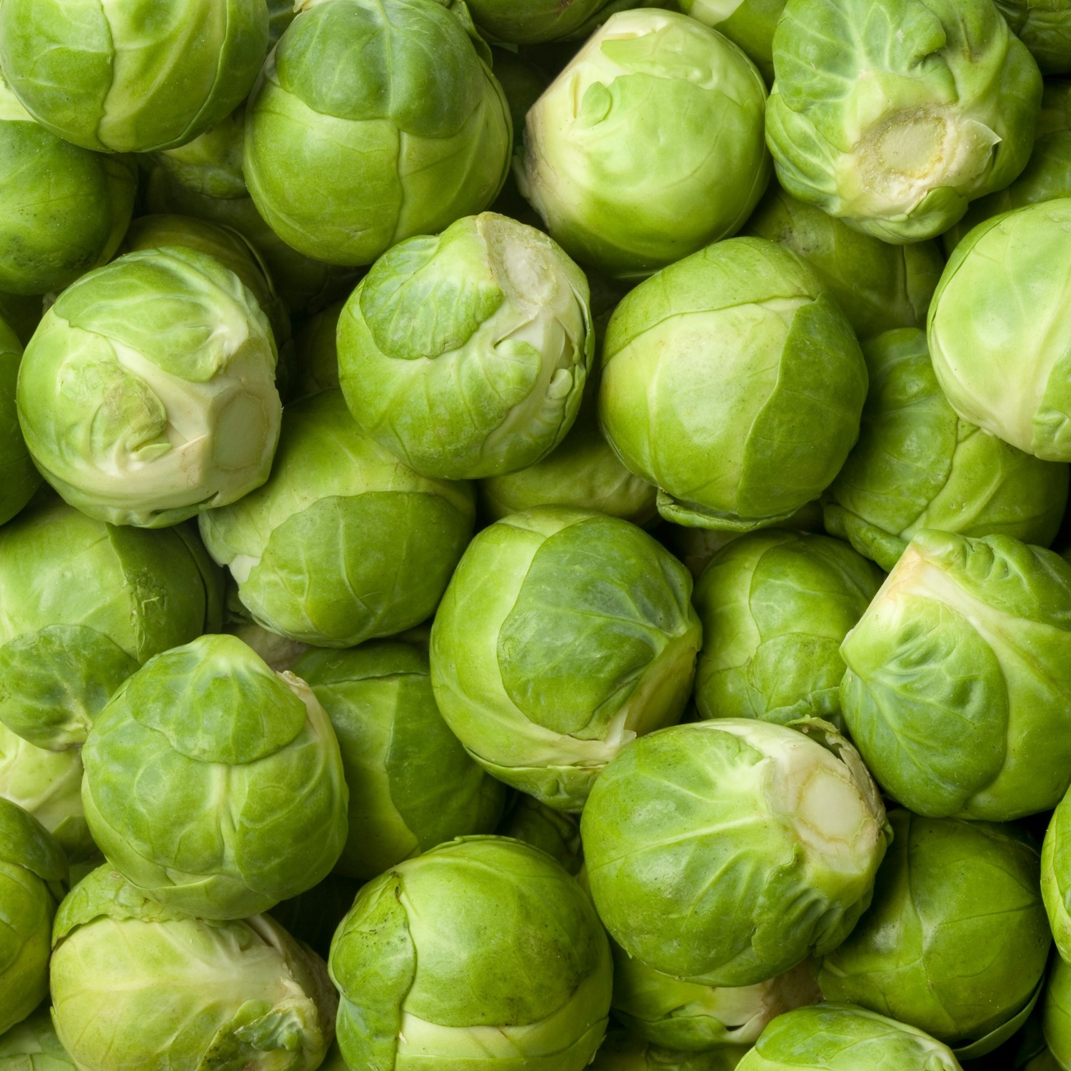 Rosenkohl Long Island Samen
