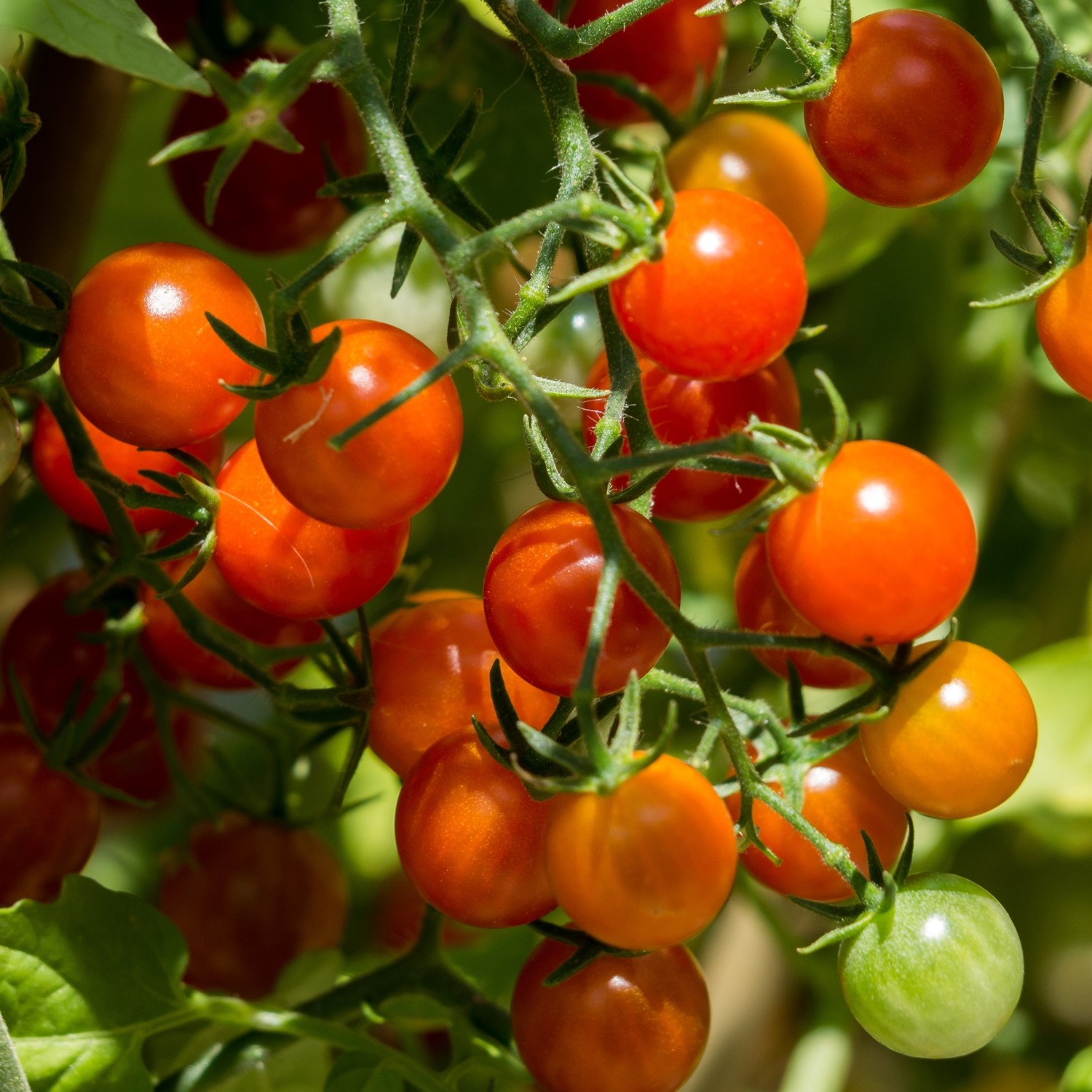 Barbaniaka Bio-Tomatensamen