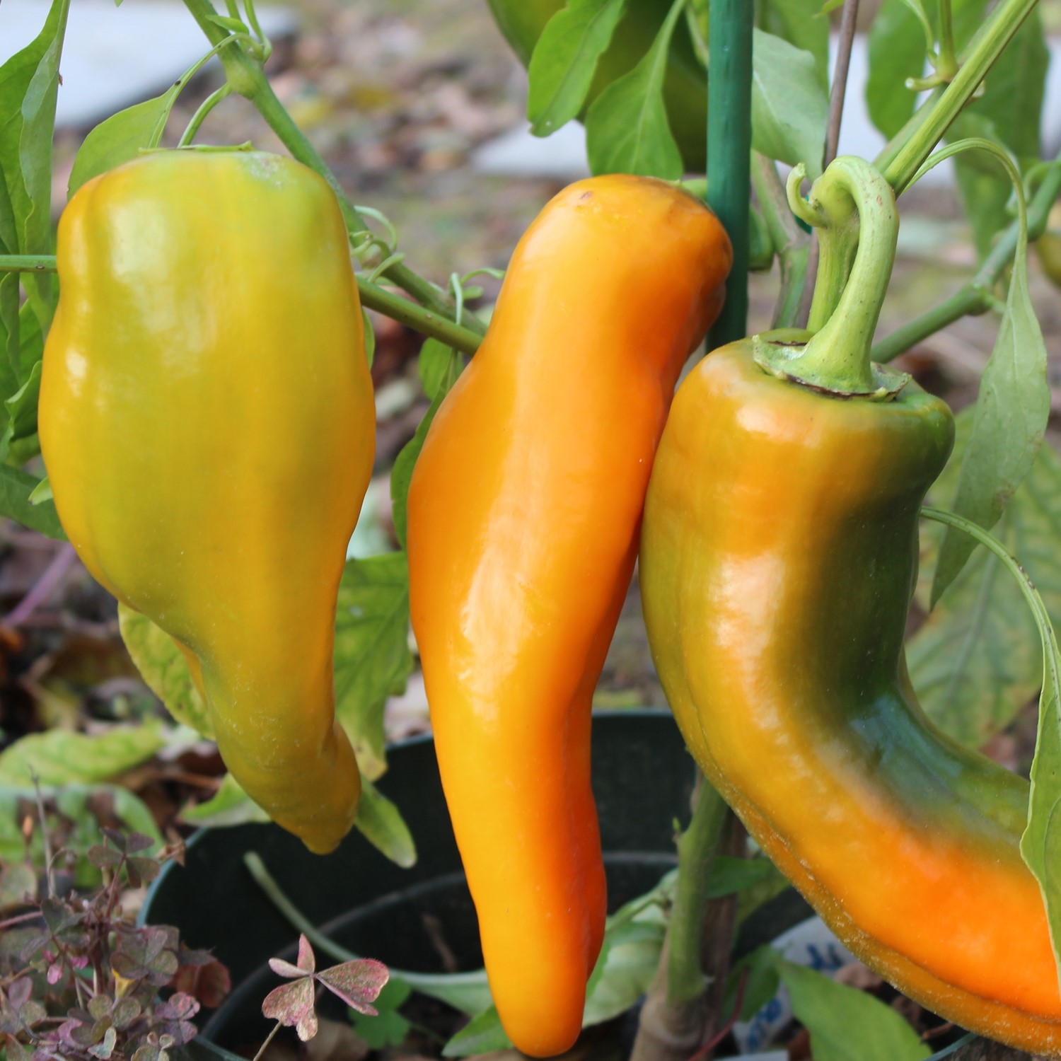 Paprika Corno di toro giallo Samen