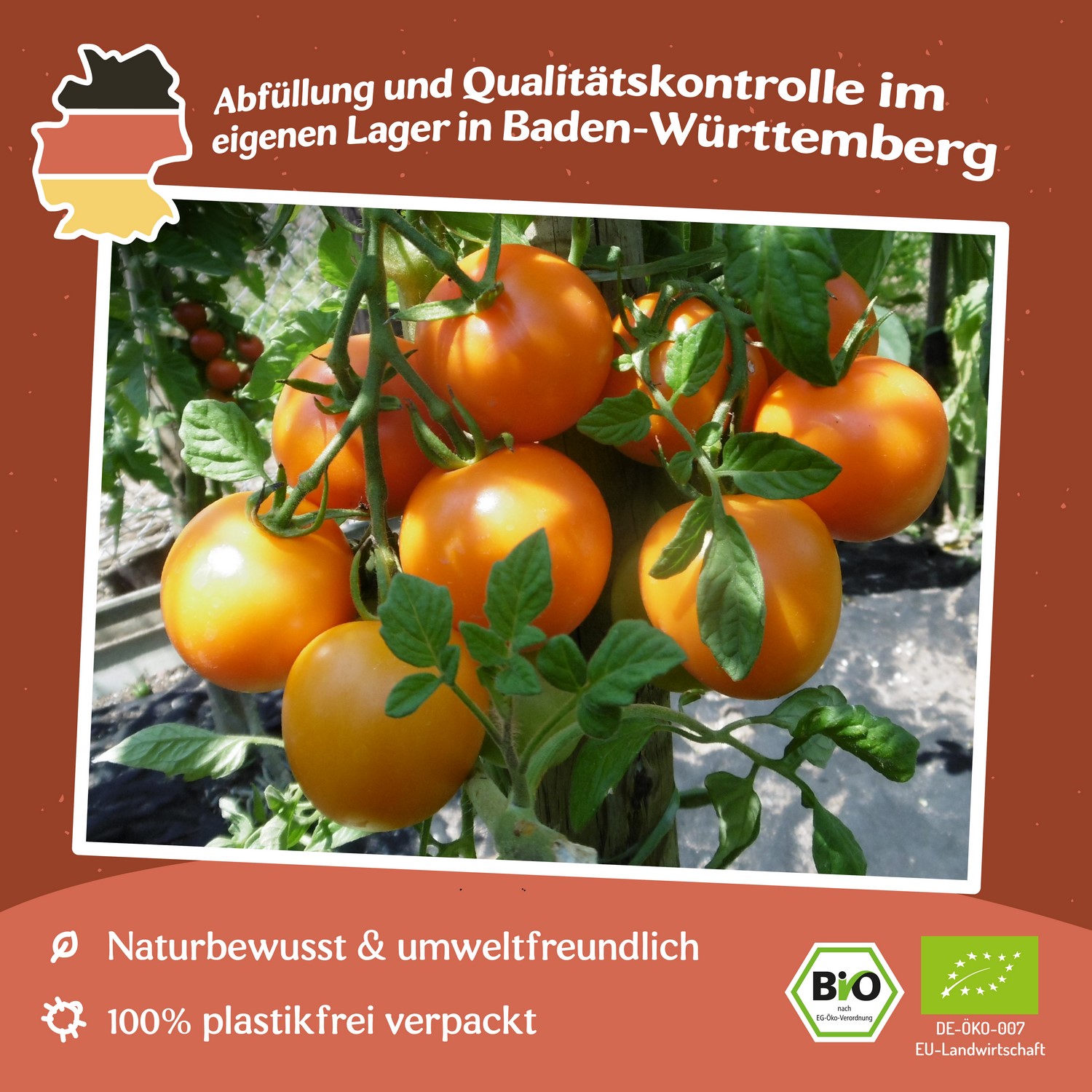 Auriga Bio-Tomatensamen