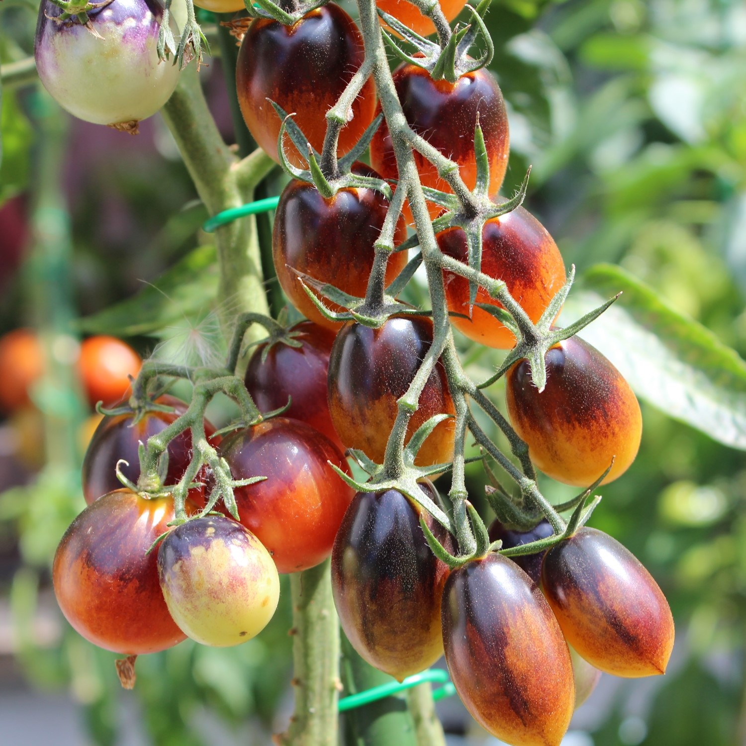 Indigo Pear Drops Bio-Tomatensamen