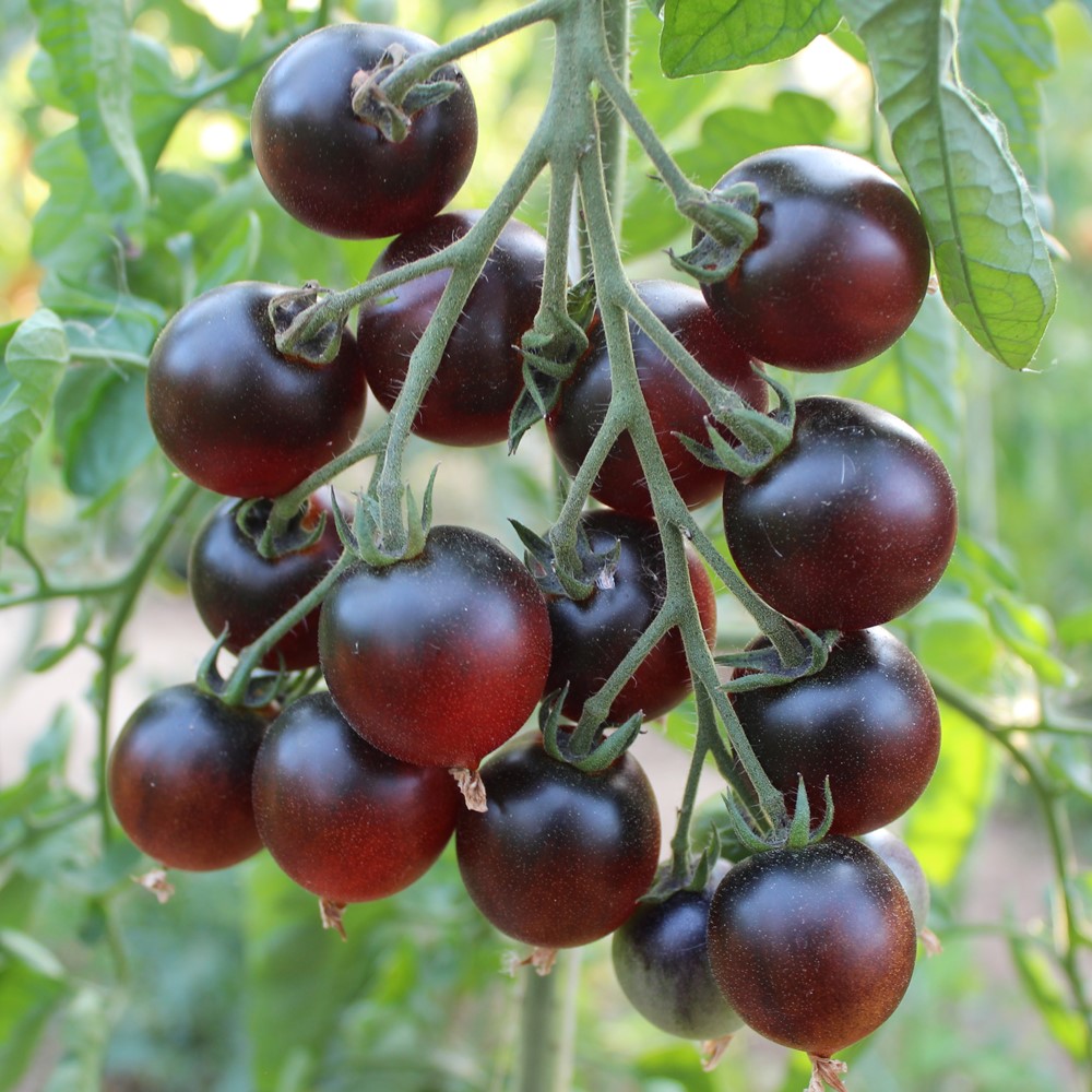 Indigo Cherry Drops Tomatensamen