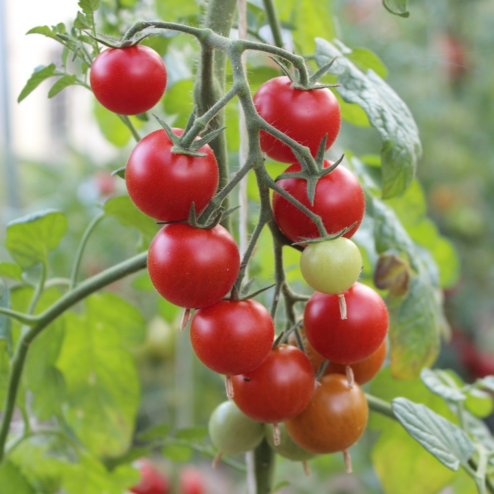Pokusa Tomatensamen