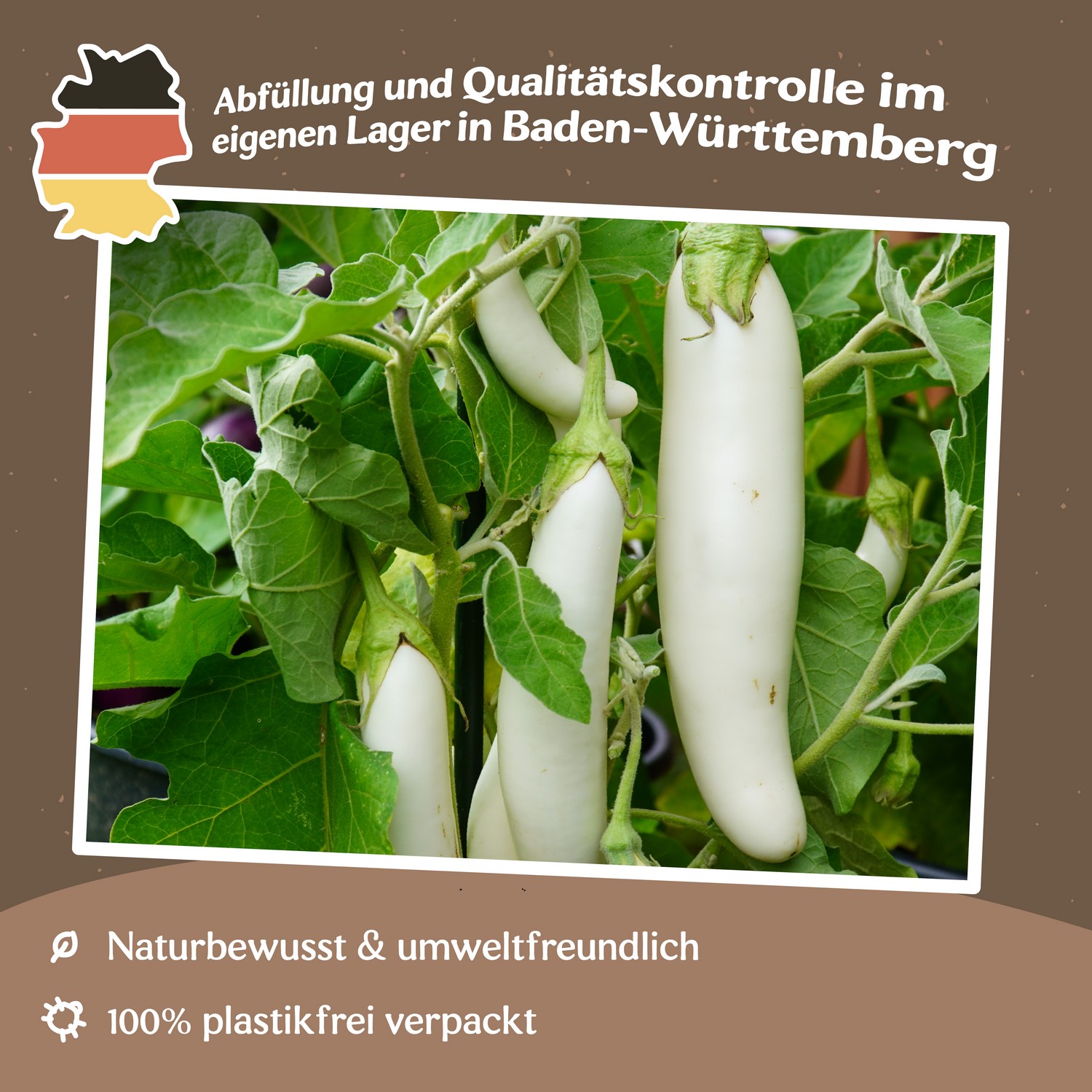 Aubergine White Knight F1 Samen