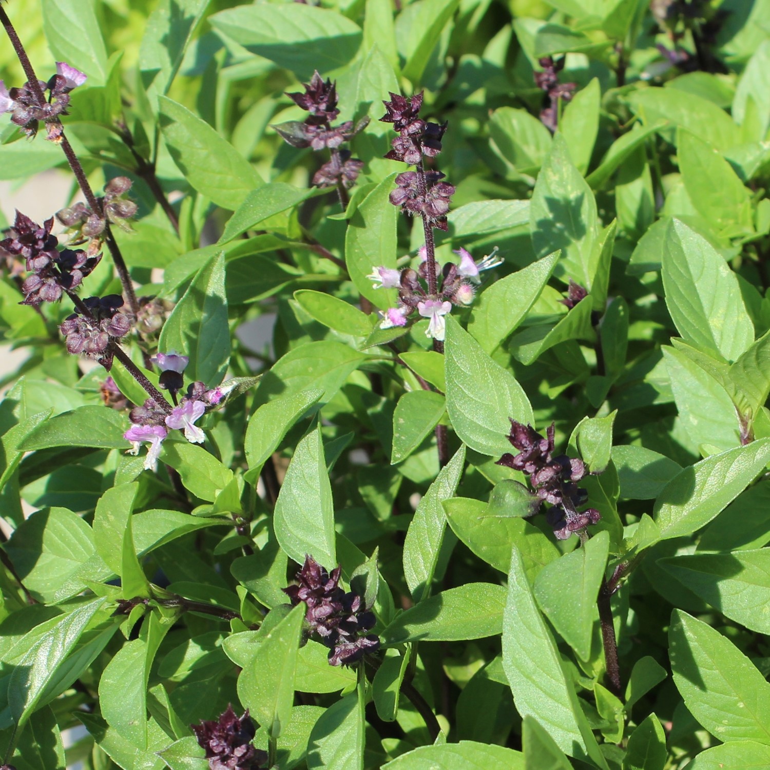 MHD 06/26 Thai Basilikum Siam Queen Samen, Ocimum basilicum