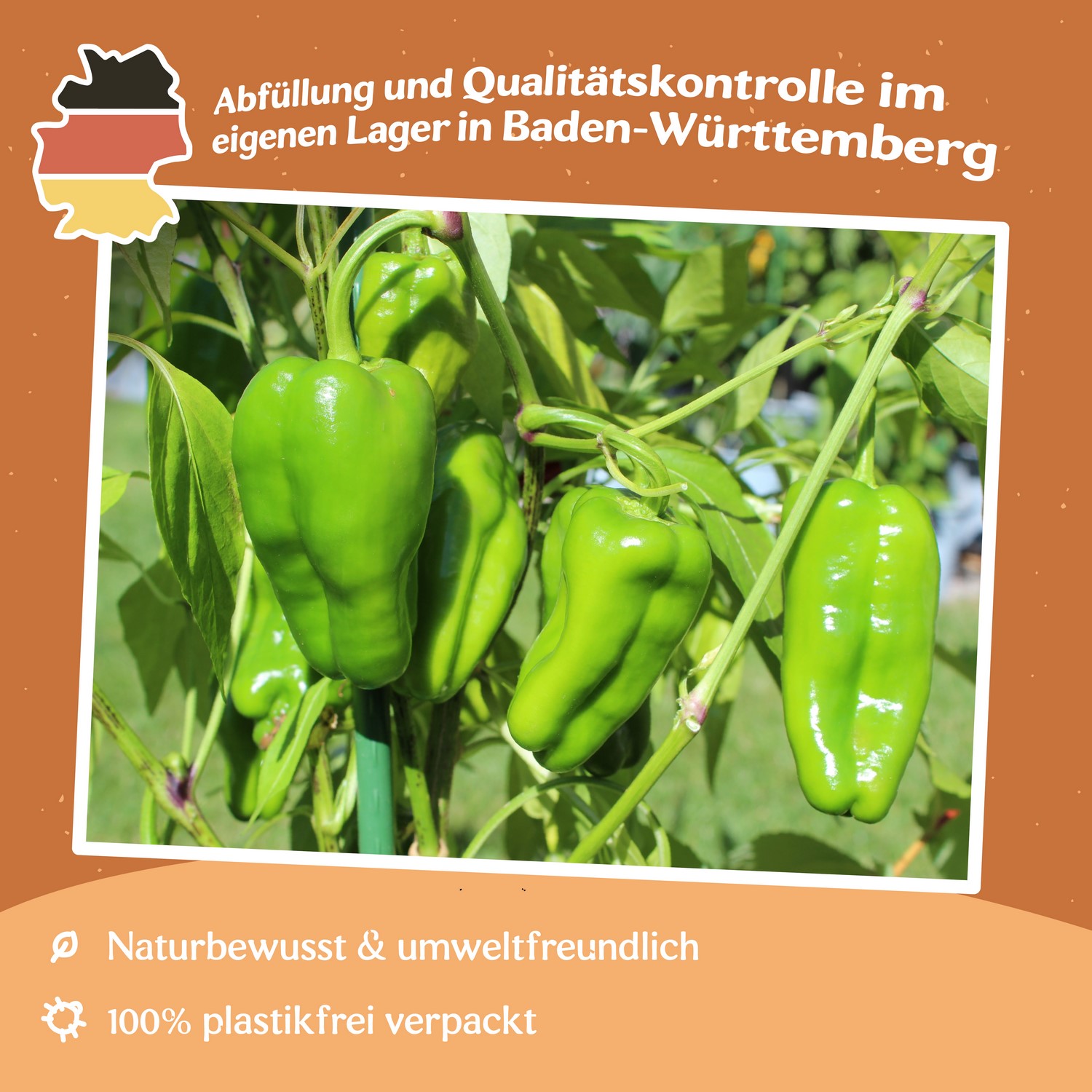 Paprika Padron Samen
