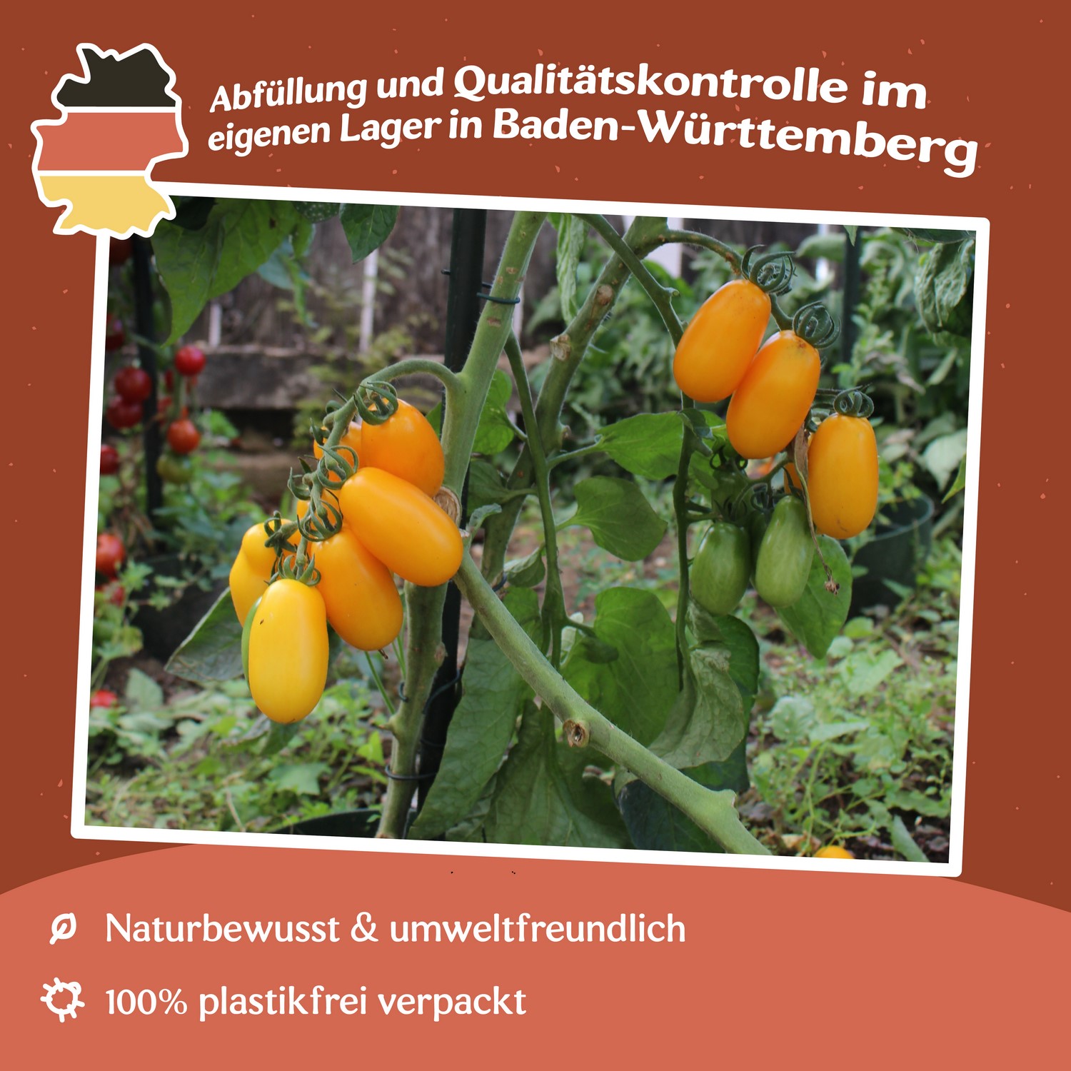 Taiko Tomatensamen