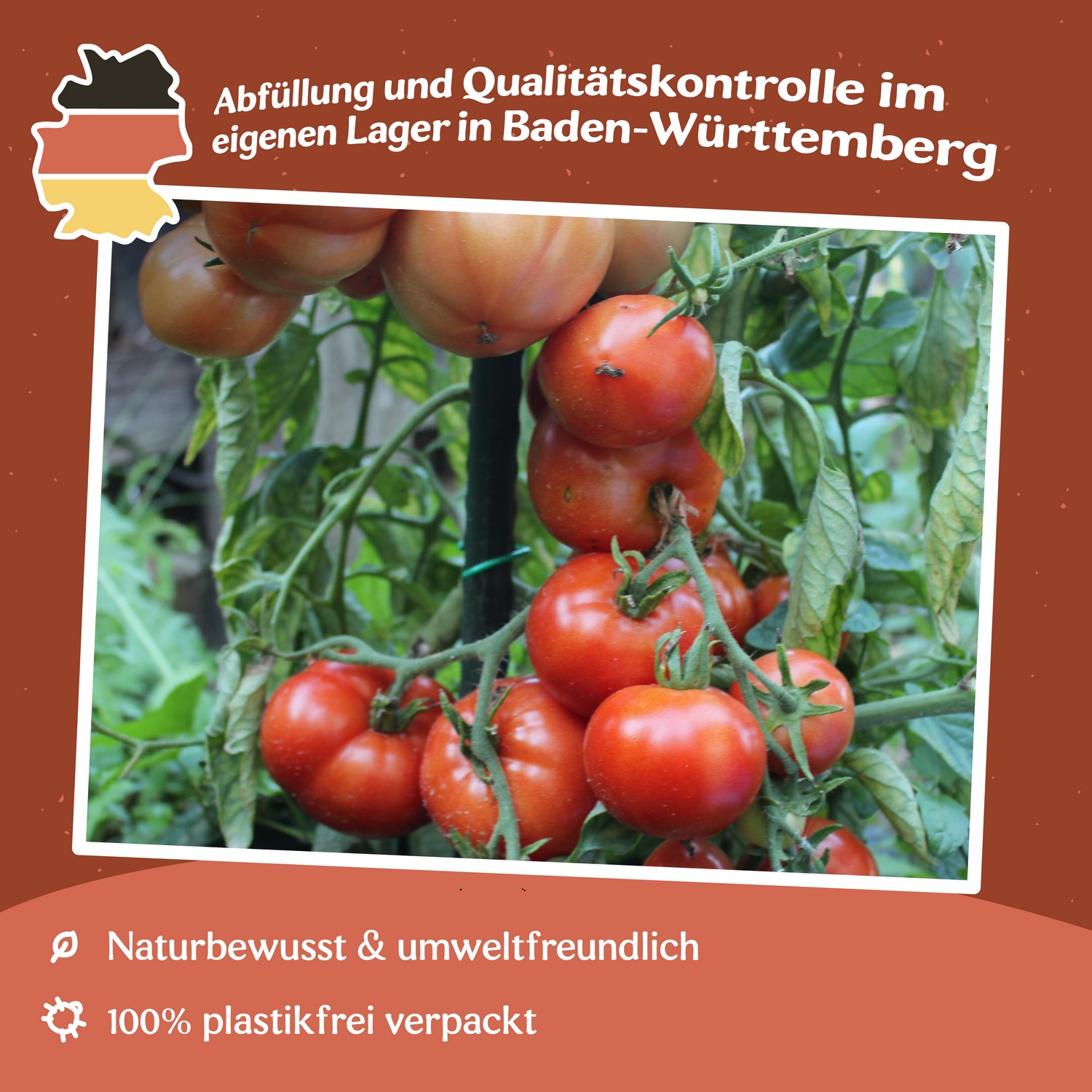 Betalux Tomatensamen