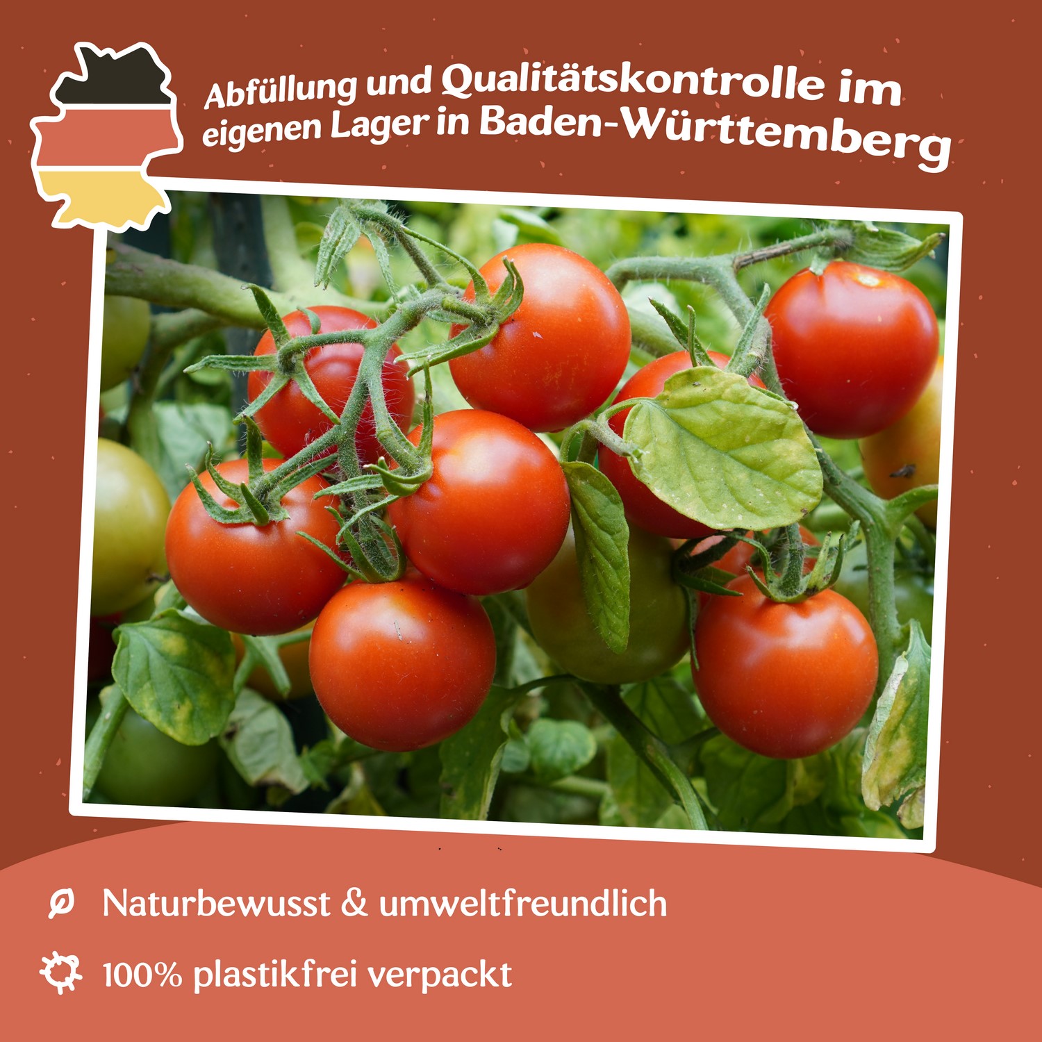 Maskotka Tomatensamen