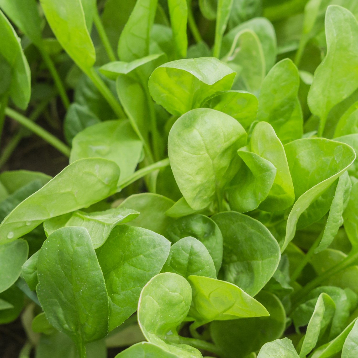 Bio-Spinat Winterriesen Samen 