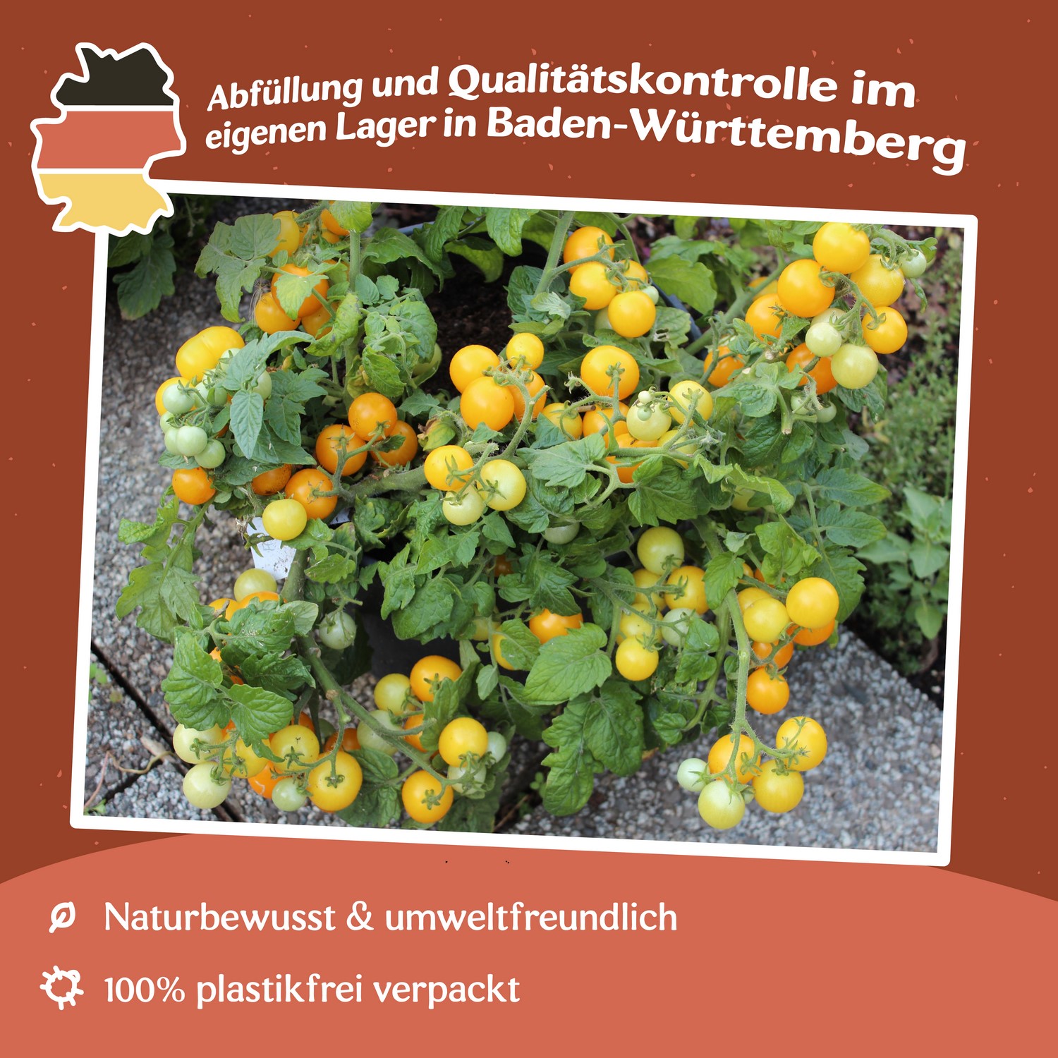 Aztek Tomatensamen