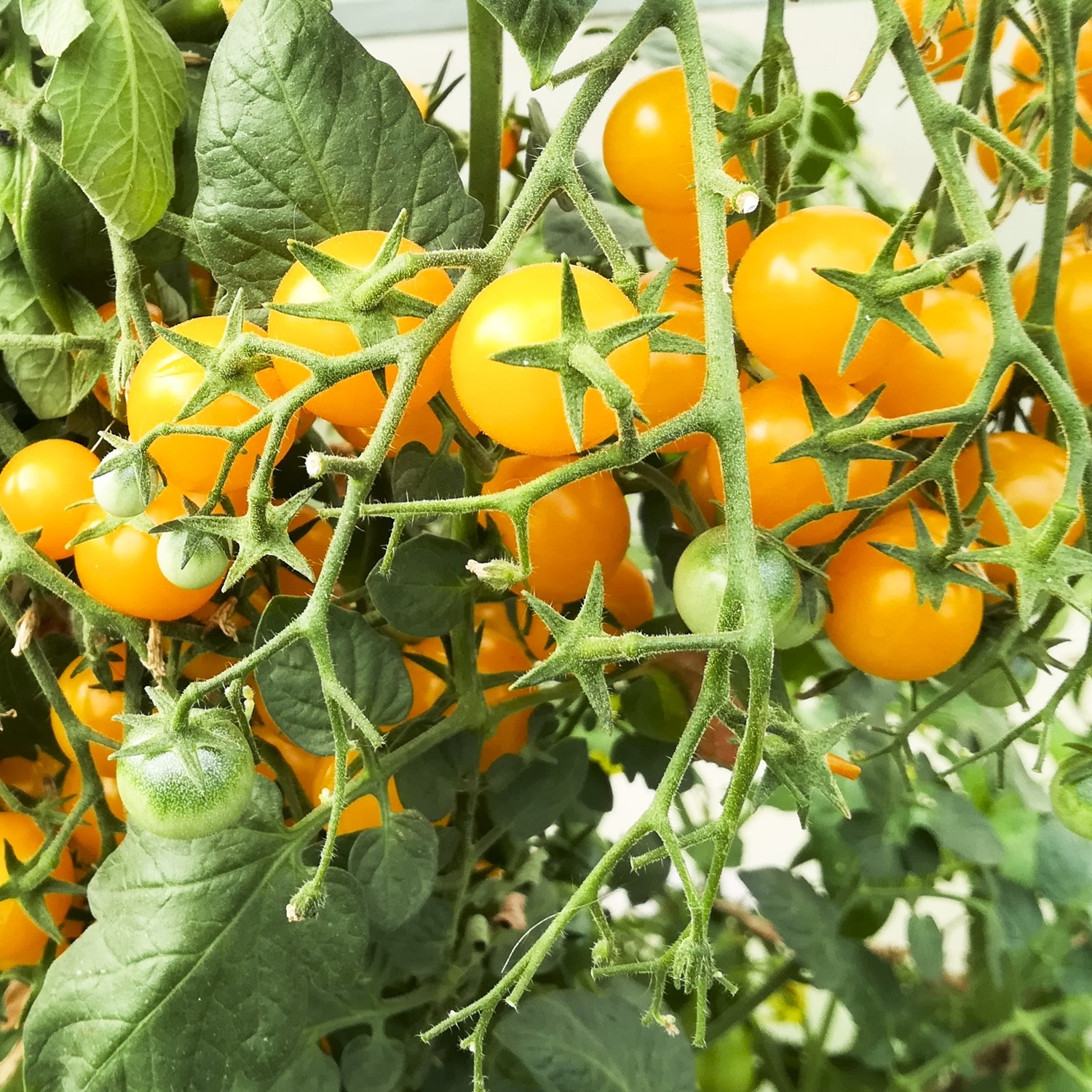 Gelbe Clementine Bio-Tomatensamen