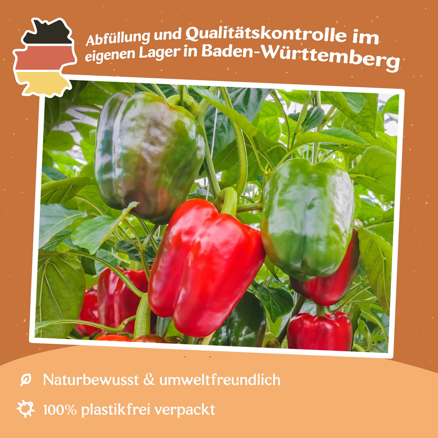 Paprika Yolo Wonder Samen