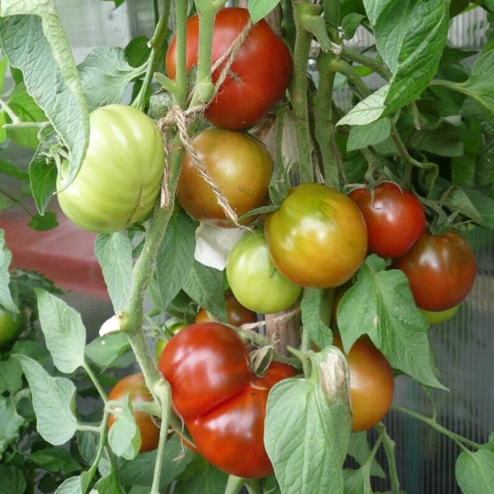 Paul Robson Bio-Tomatensamen