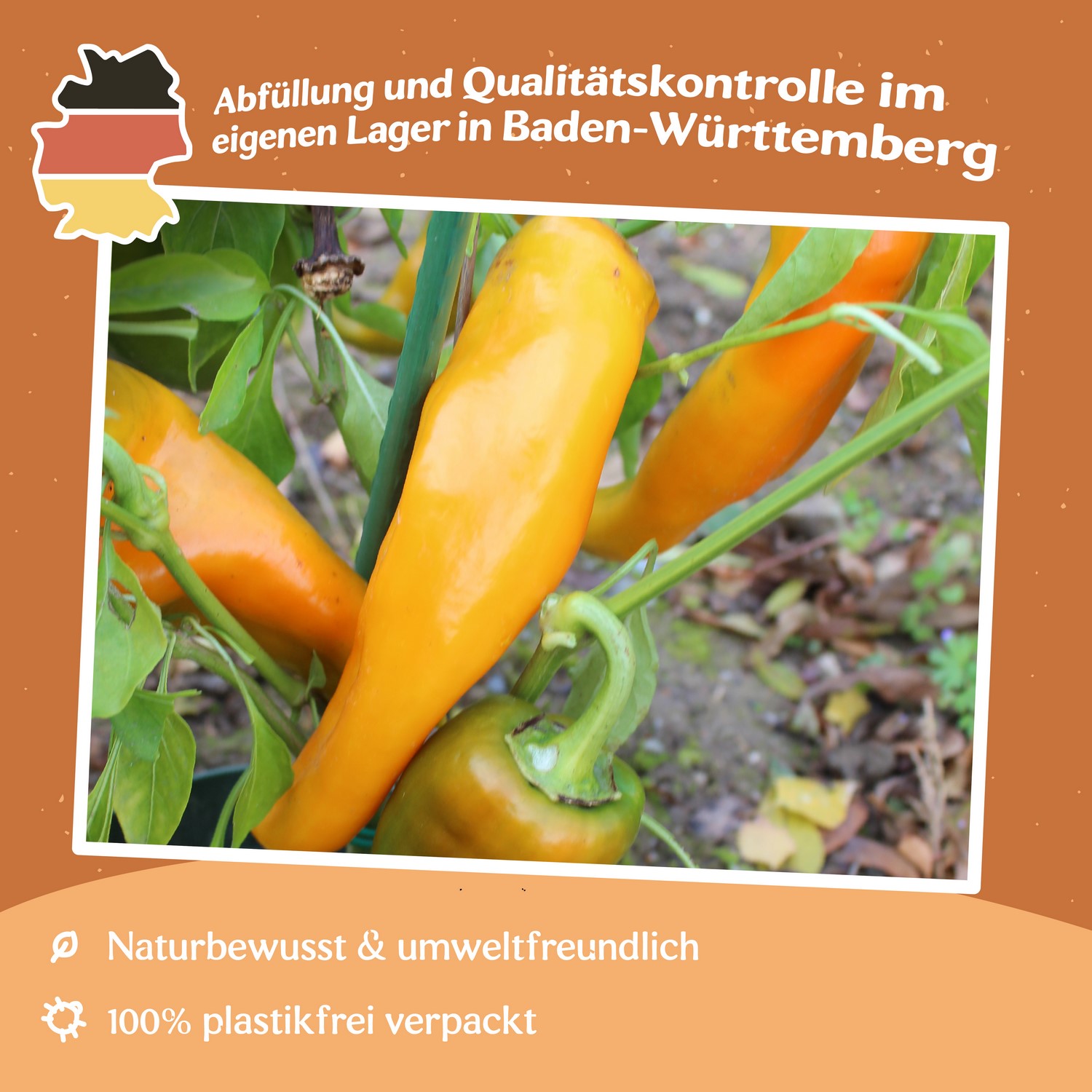 Paprika Corno di toro giallo Samen