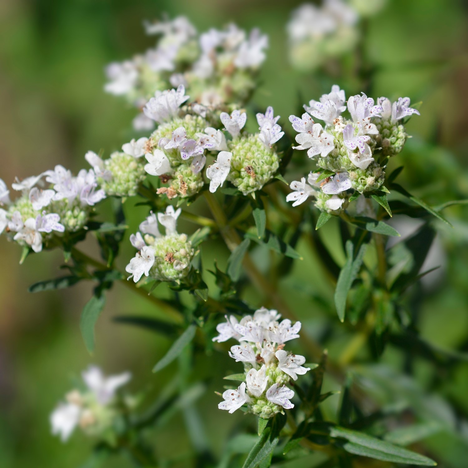Amerikanische Bergminze Samen, Pycnanthemum pilosum
