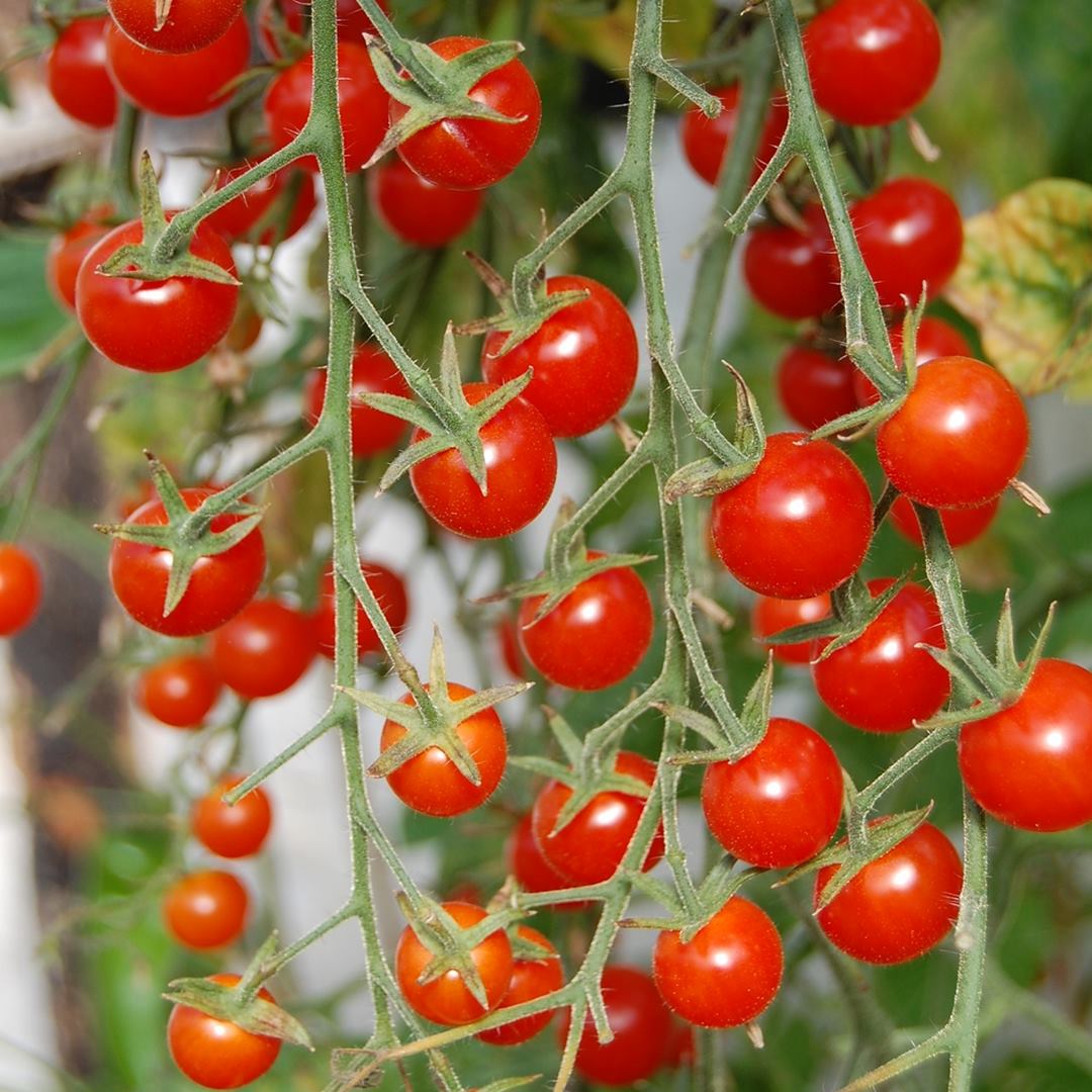 Rote Johannisbeere Bio-Tomatensamen für ca. 10 Pflanzen