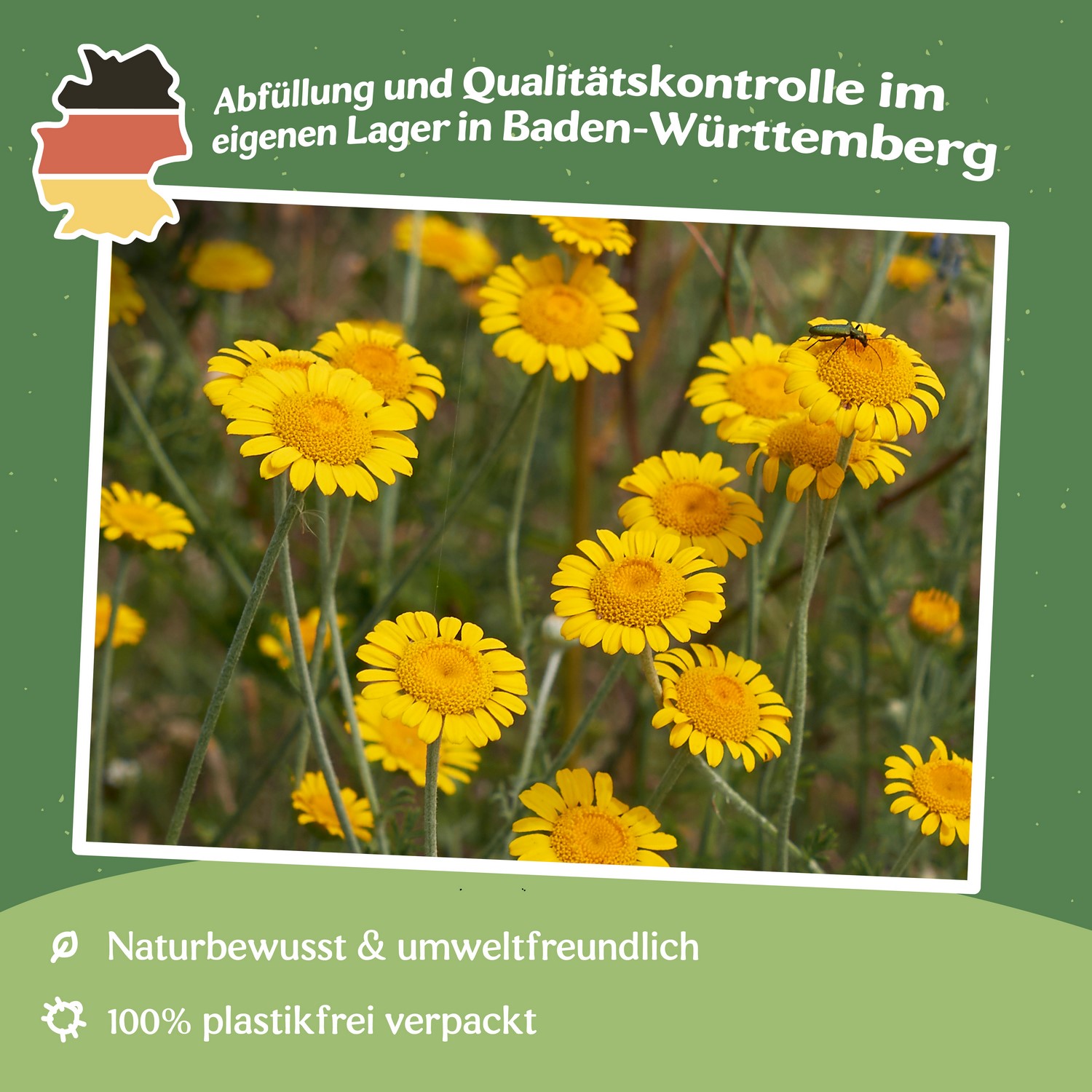Färberkamille Samen, Anthemis tinctoria