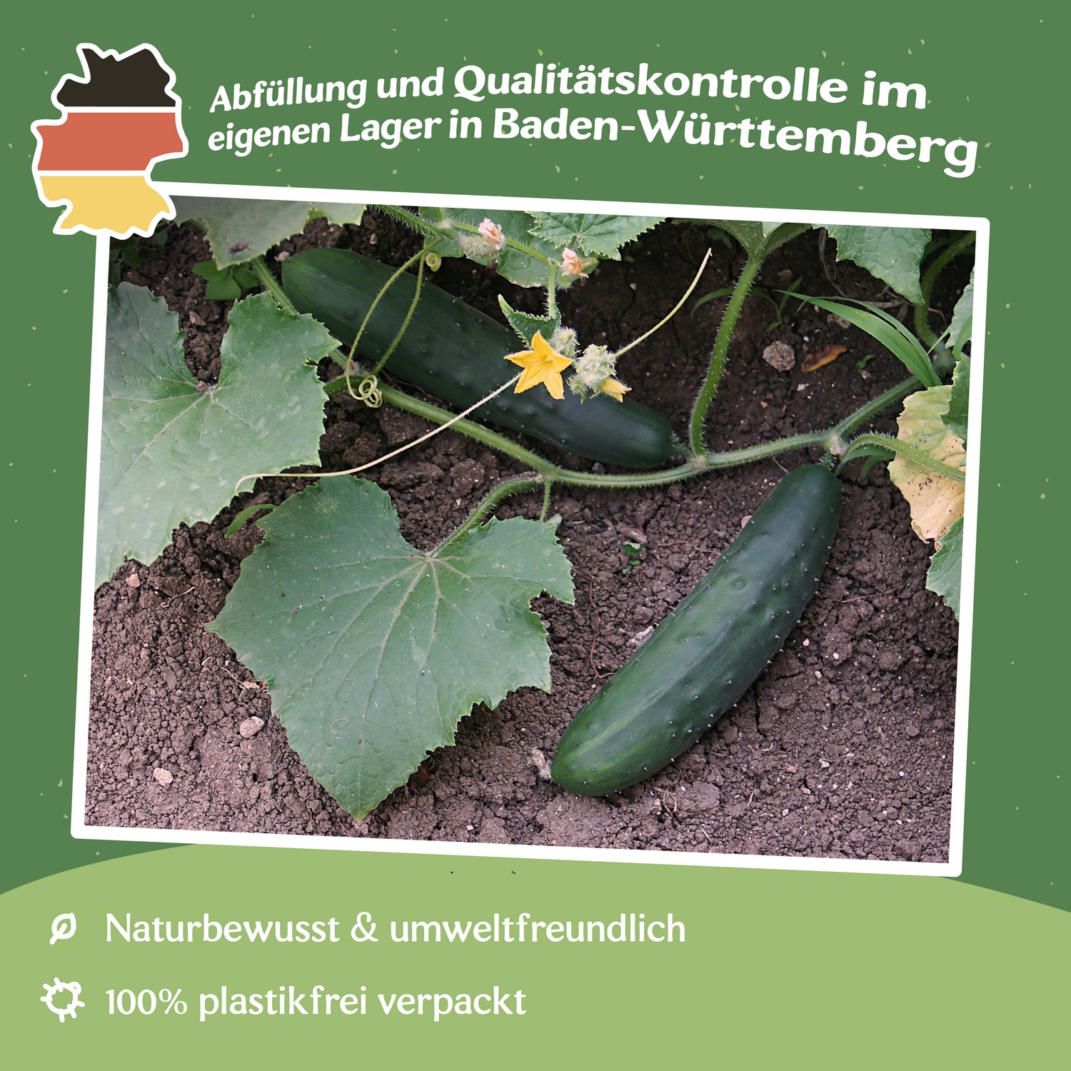 Salatgurke Bush Champion Samen 