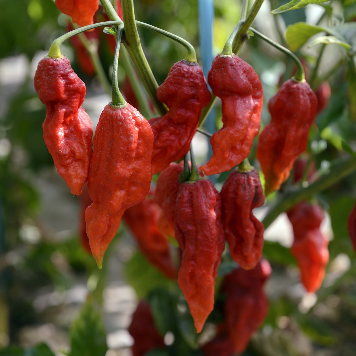 Chili Naga Black Samen