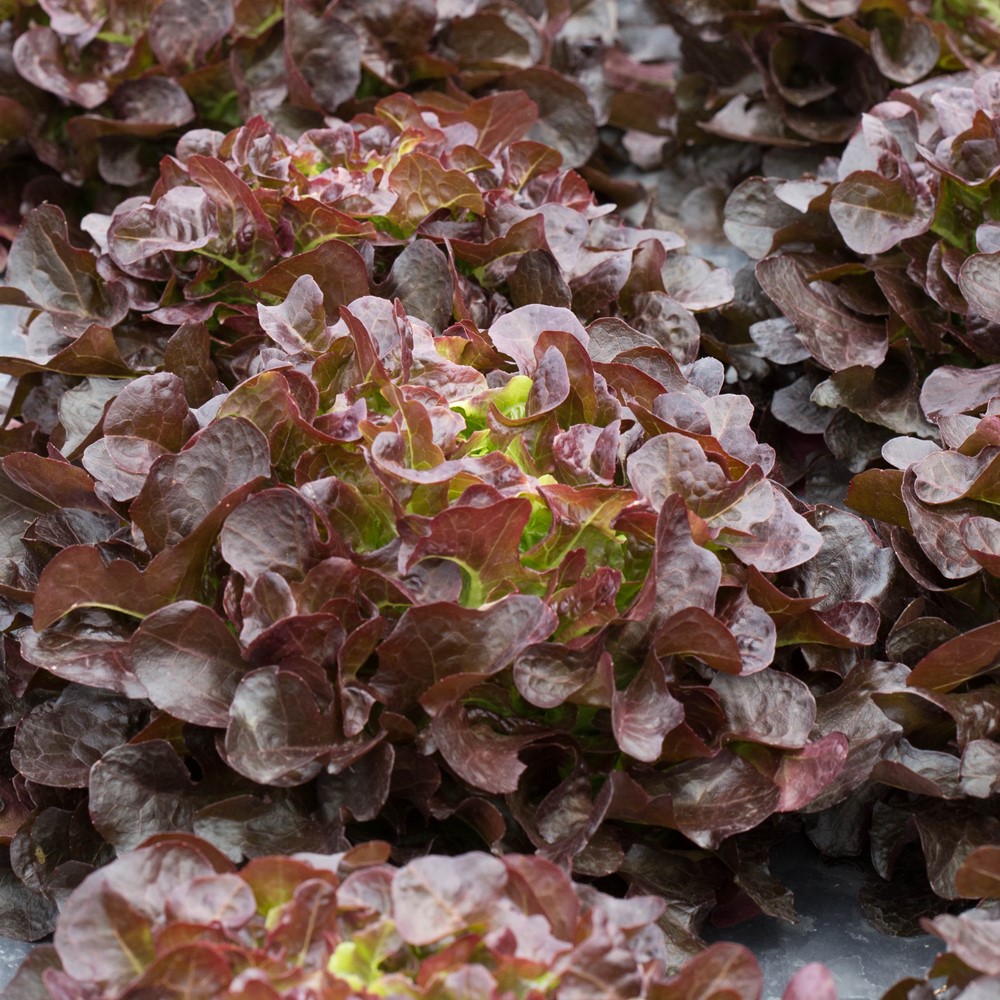 Pflücksalat Red Salad Bowl Samen