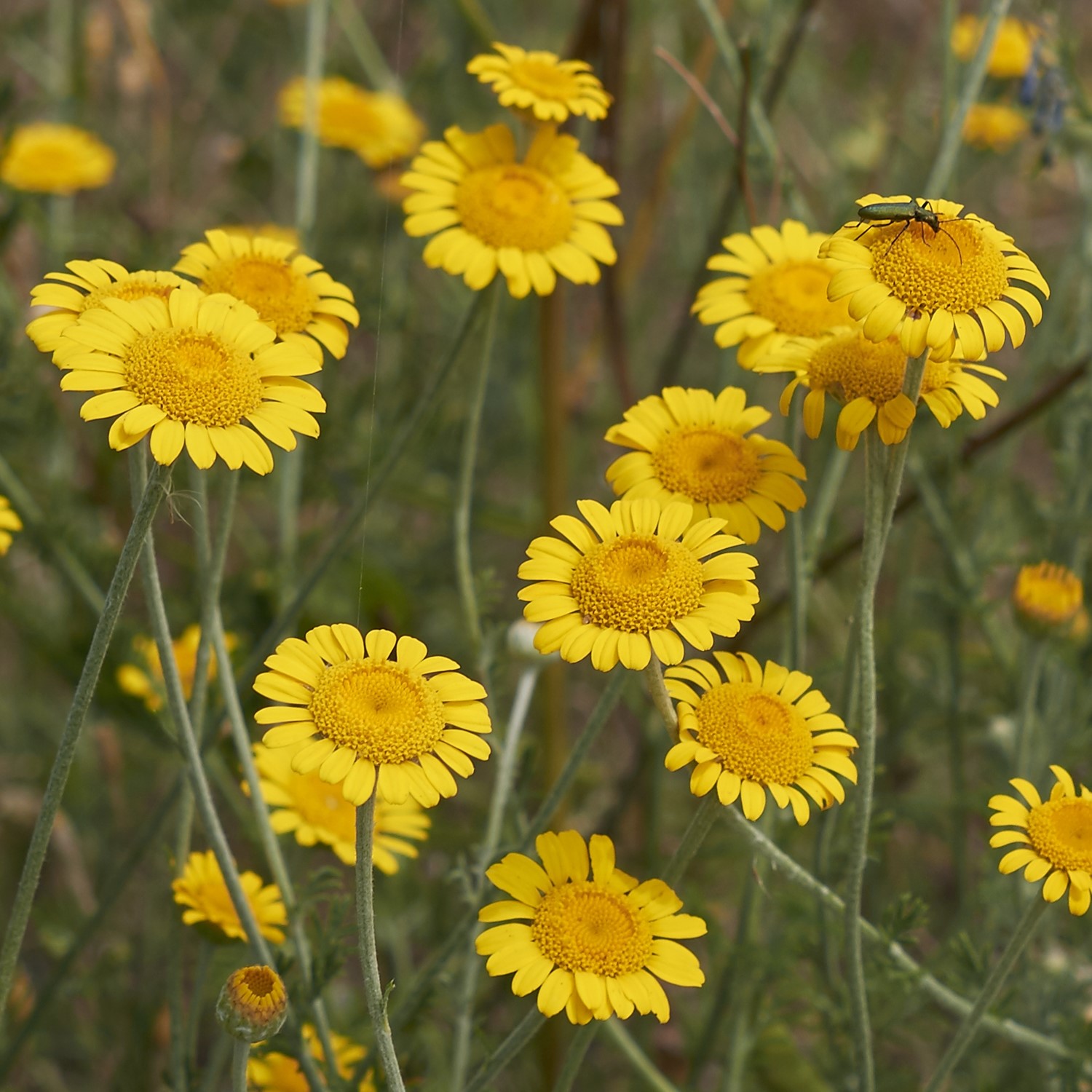 Färberkamille Samen, Anthemis tinctoria