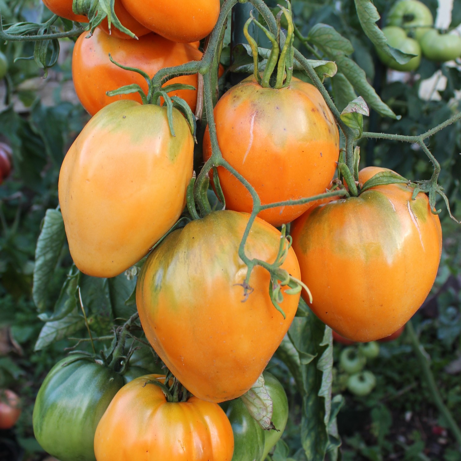 Ochsenherz orange Tomatensamen