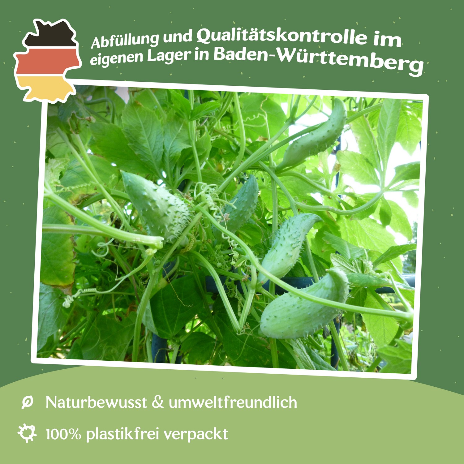 Inkagurke, Hörnchenkürbis Samen