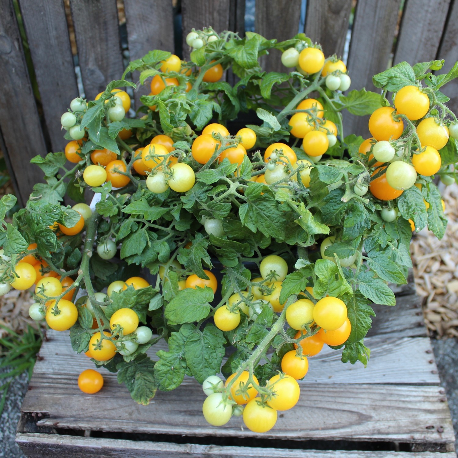 Aztek Tomatensamen