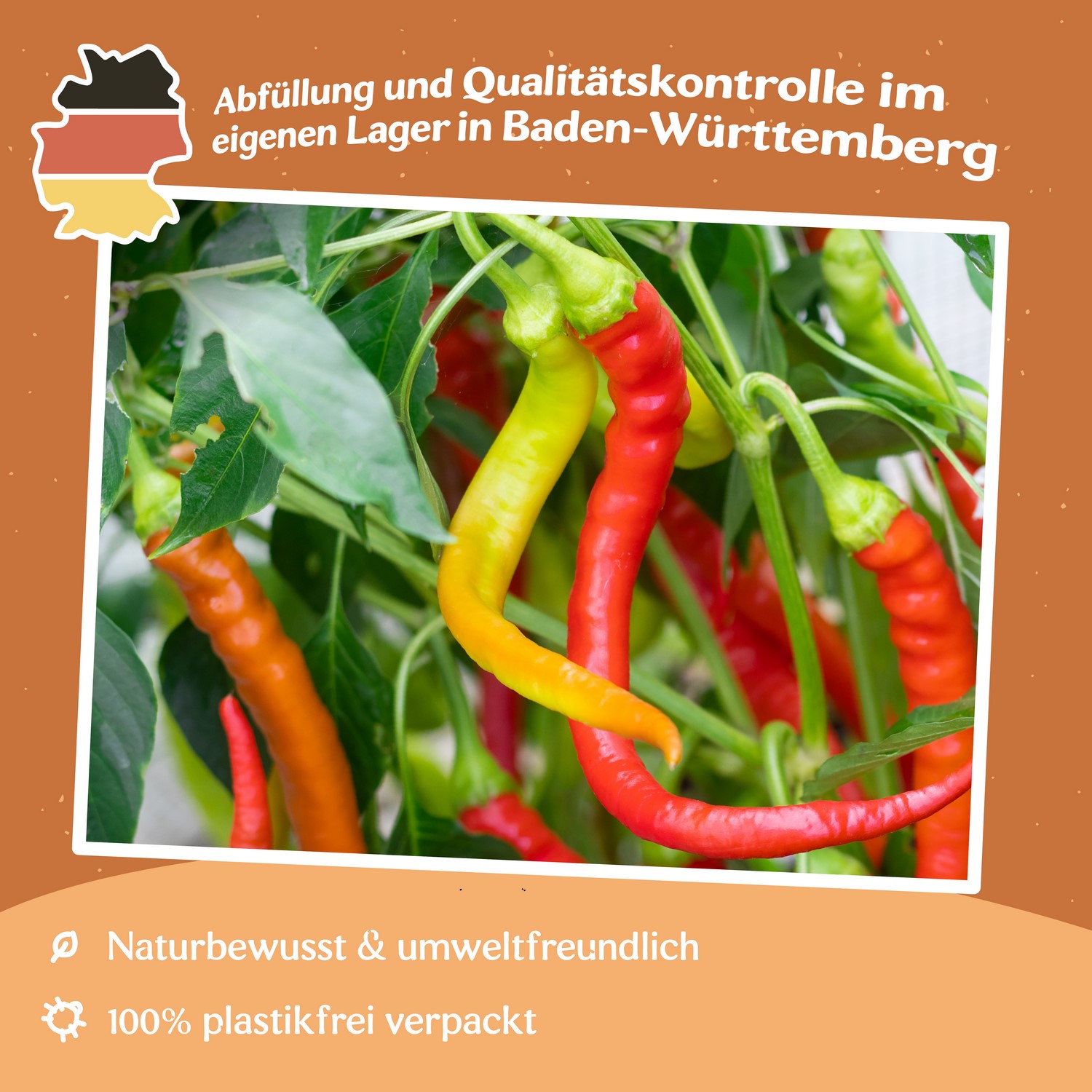 Paprika Ohnivec Samen