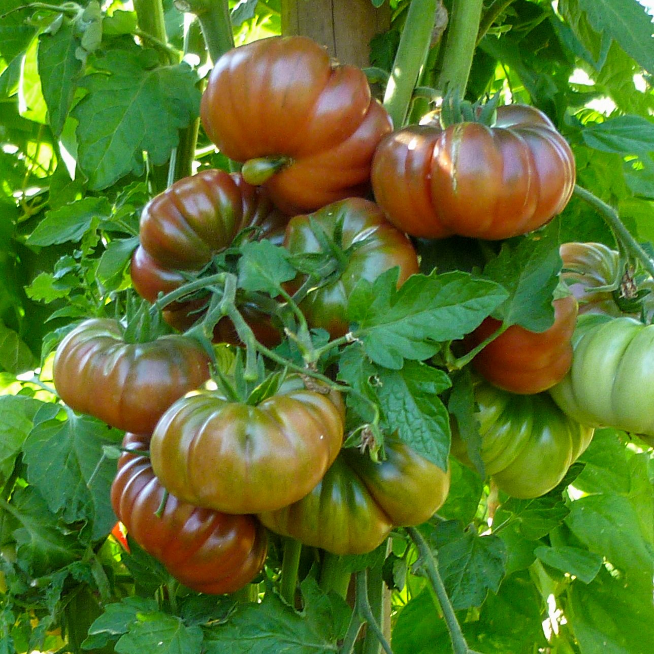 Purple Calabash Bio-Tomatensamen
