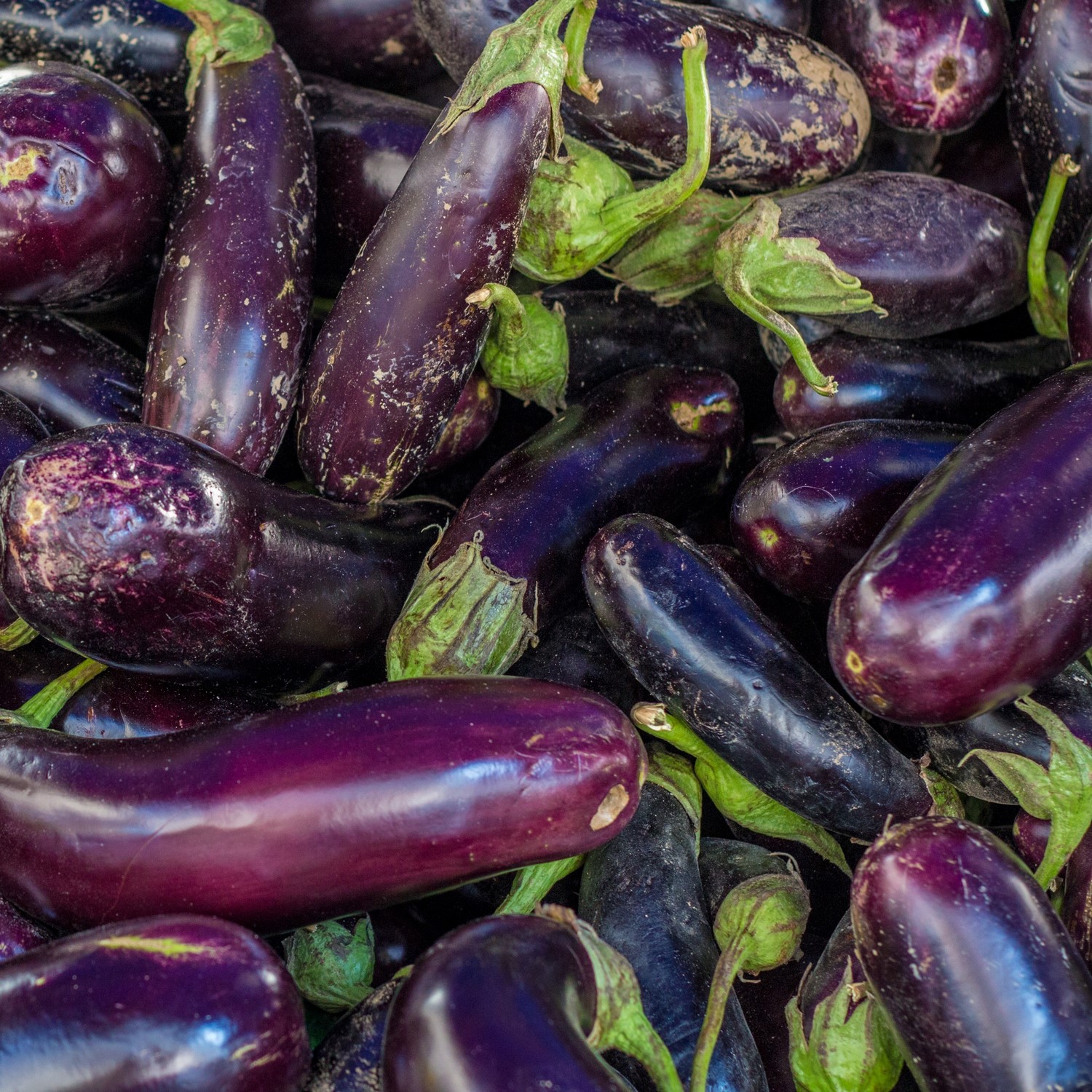 Bio-Aubergine Slim Jim Samen