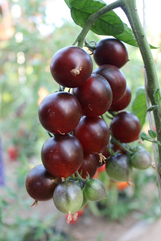 Indigo Cherry Drops Tomatensamen