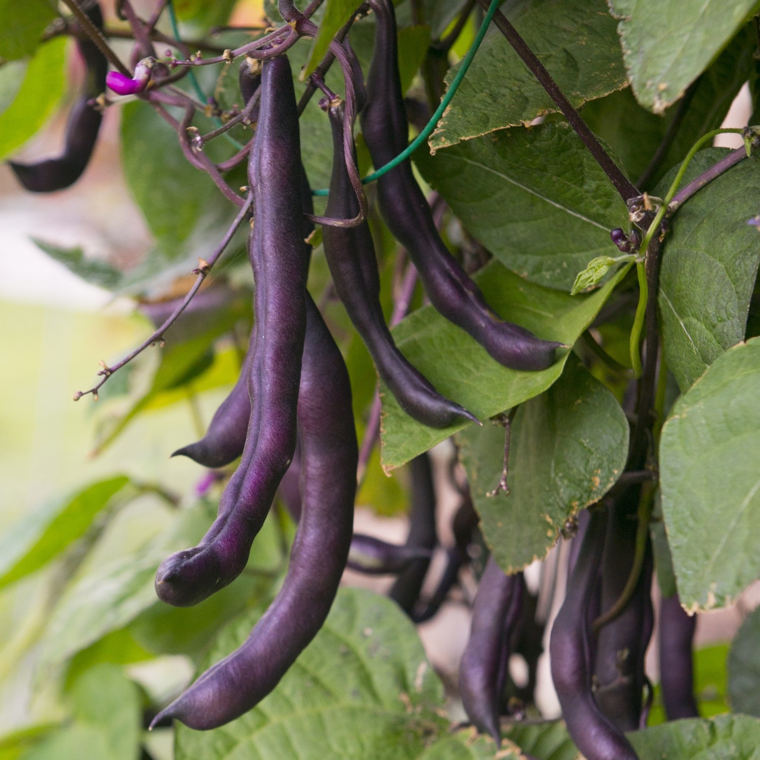 Bio-Feuerbohne Scarlet Emperor Samen