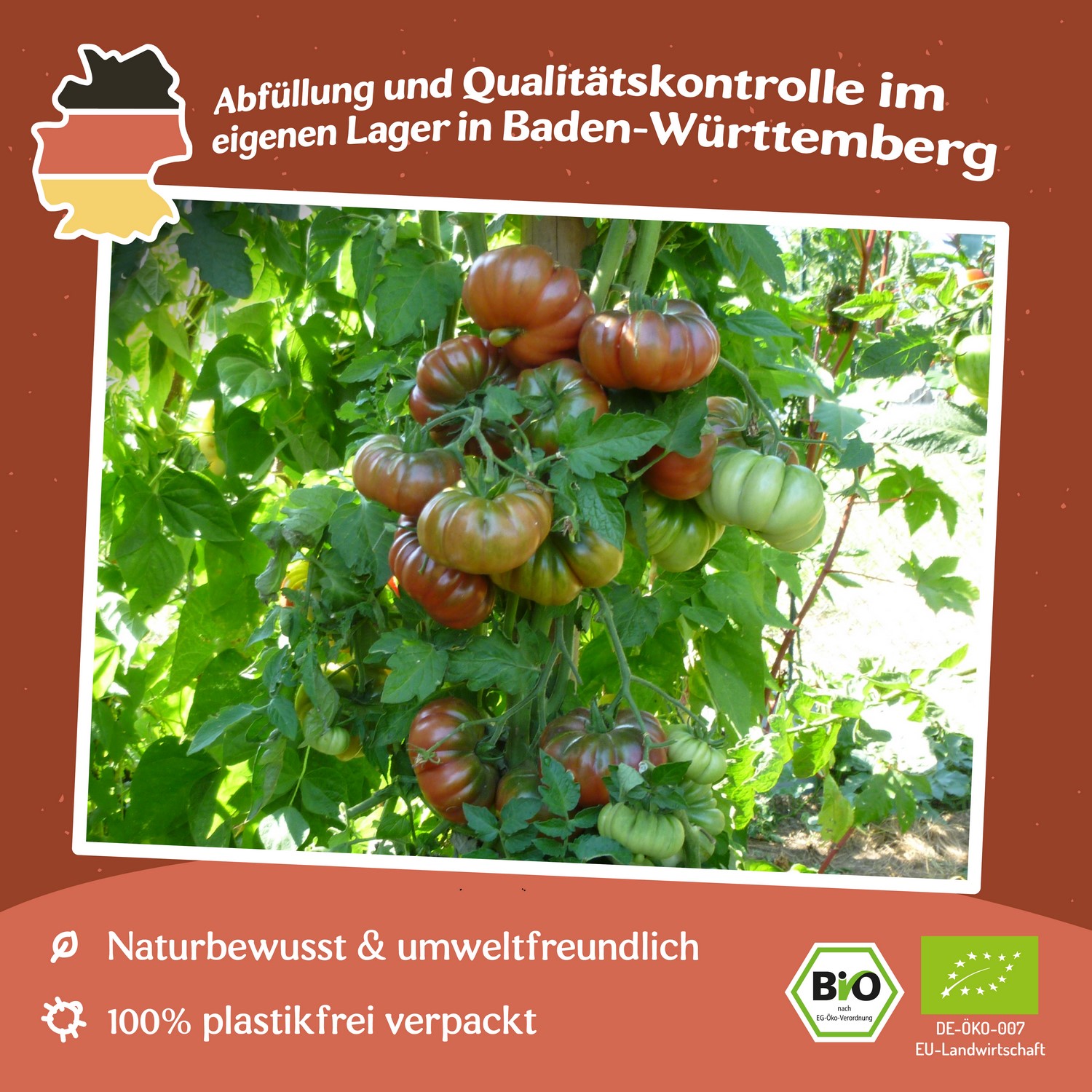 Purple Calabash Bio-Tomatensamen