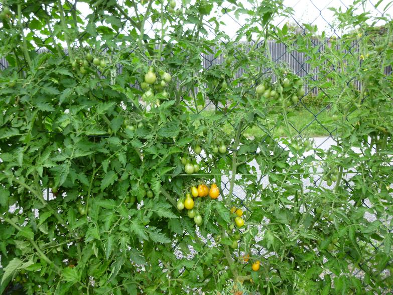 Yellow Pearshaped Tomatensamen