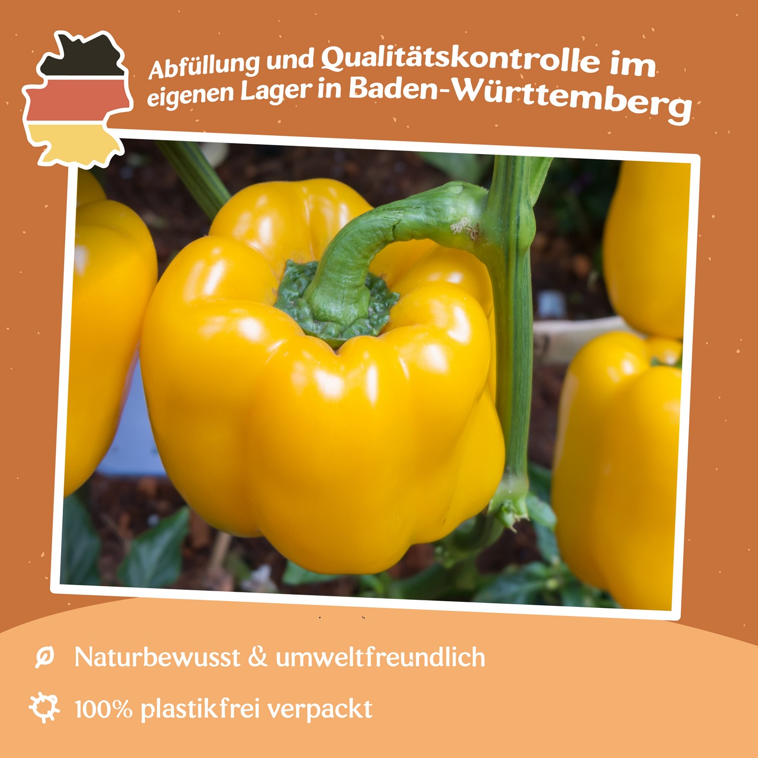 Paprika Yellow California Wonder Samen