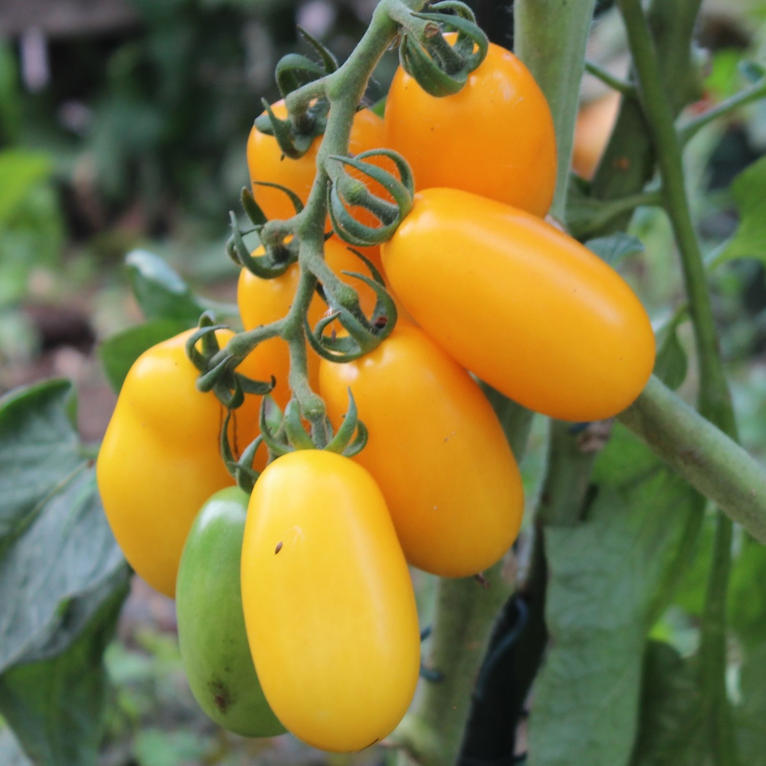 Taiko Tomatensamen
