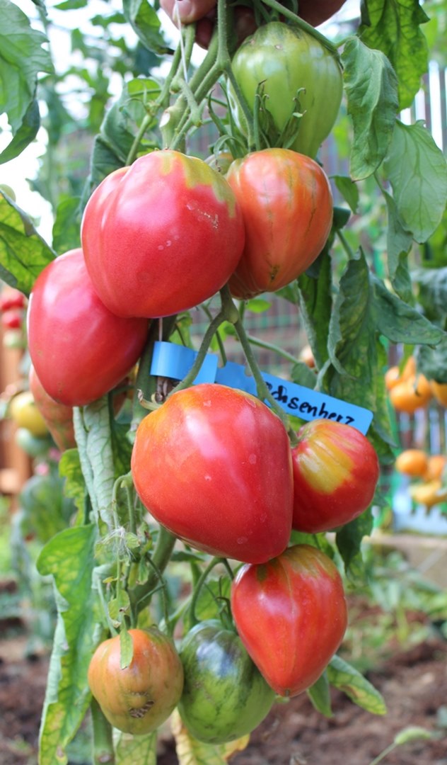 Ochsenherz Coeur de Boeuf Tomatensamen für ca. 15 Pflanzen