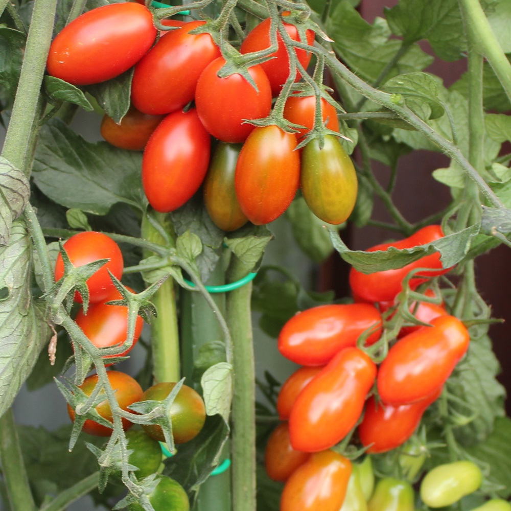 Valdo Tomatensamen für ca. 10 Pflanzen