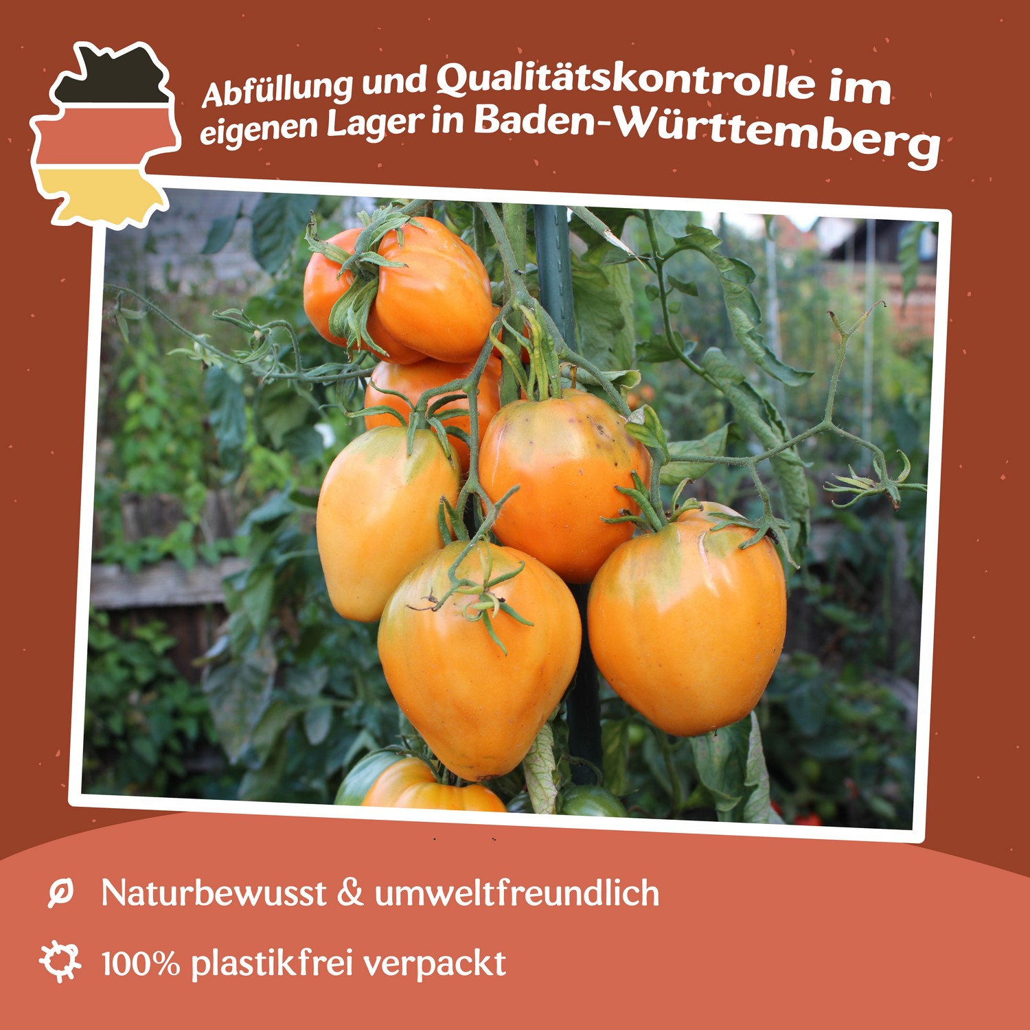 Ochsenherz orange Tomatensamen