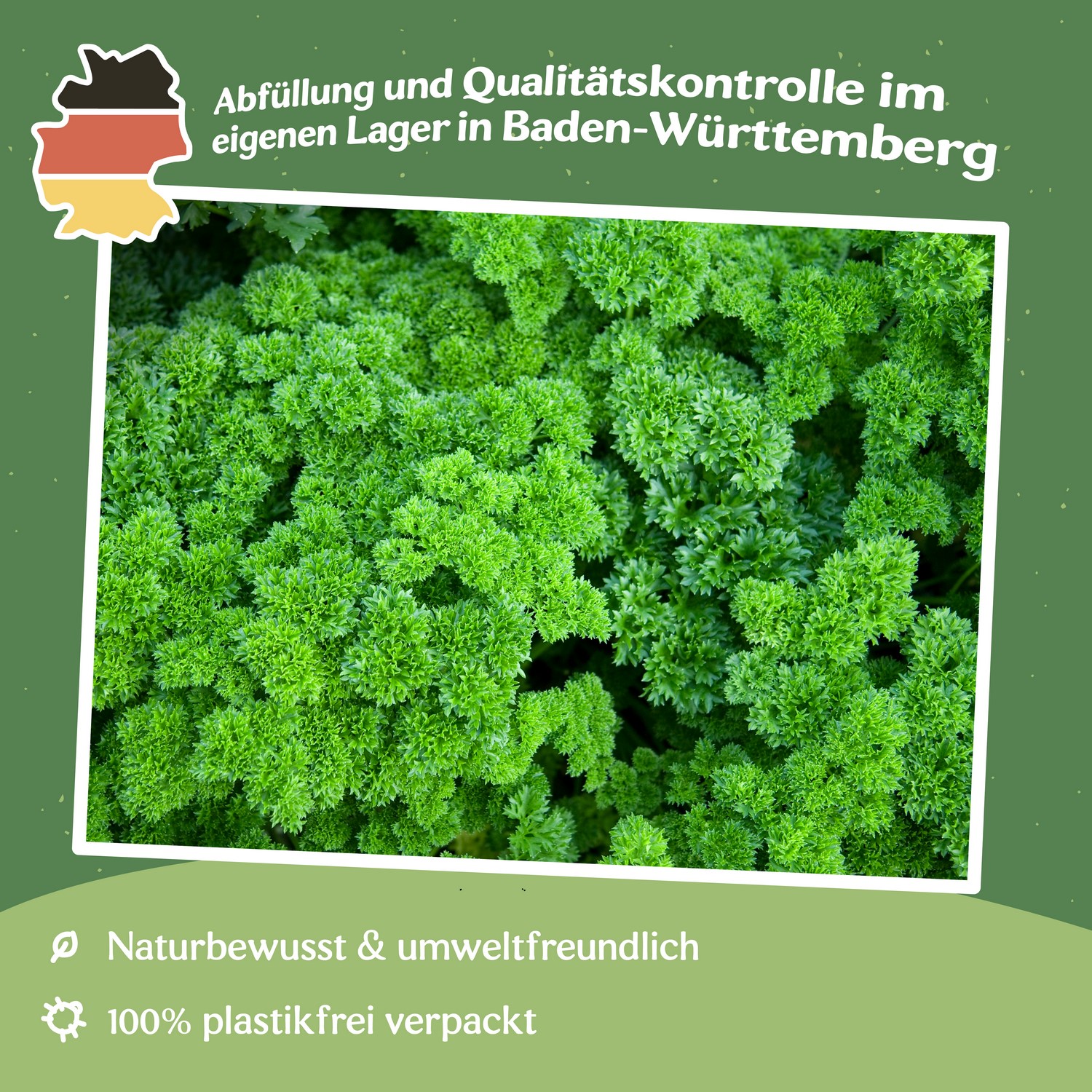 Gekräuselte Petersilie Grüne Perle Samen, Petroselinum crispum