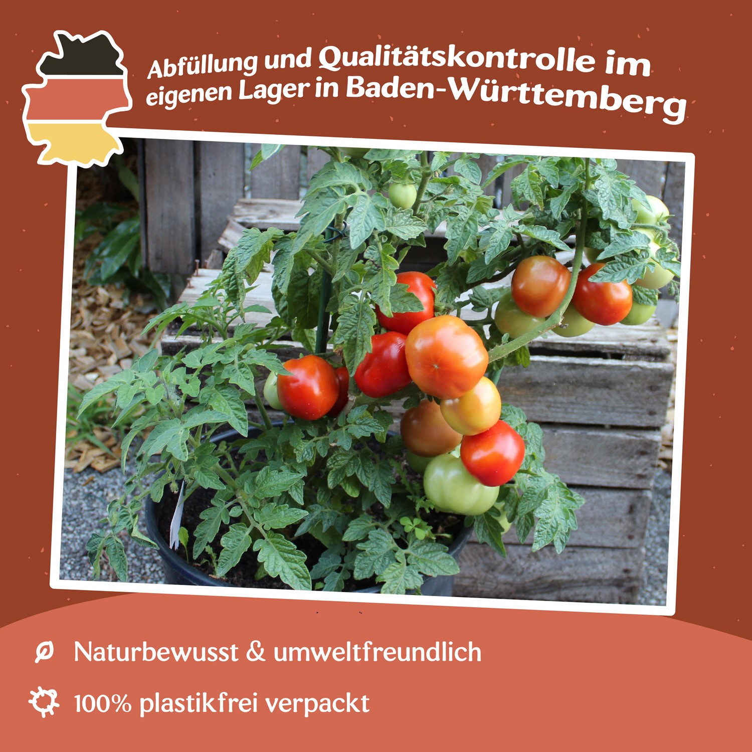 Rotkäppchen Tomatensamen