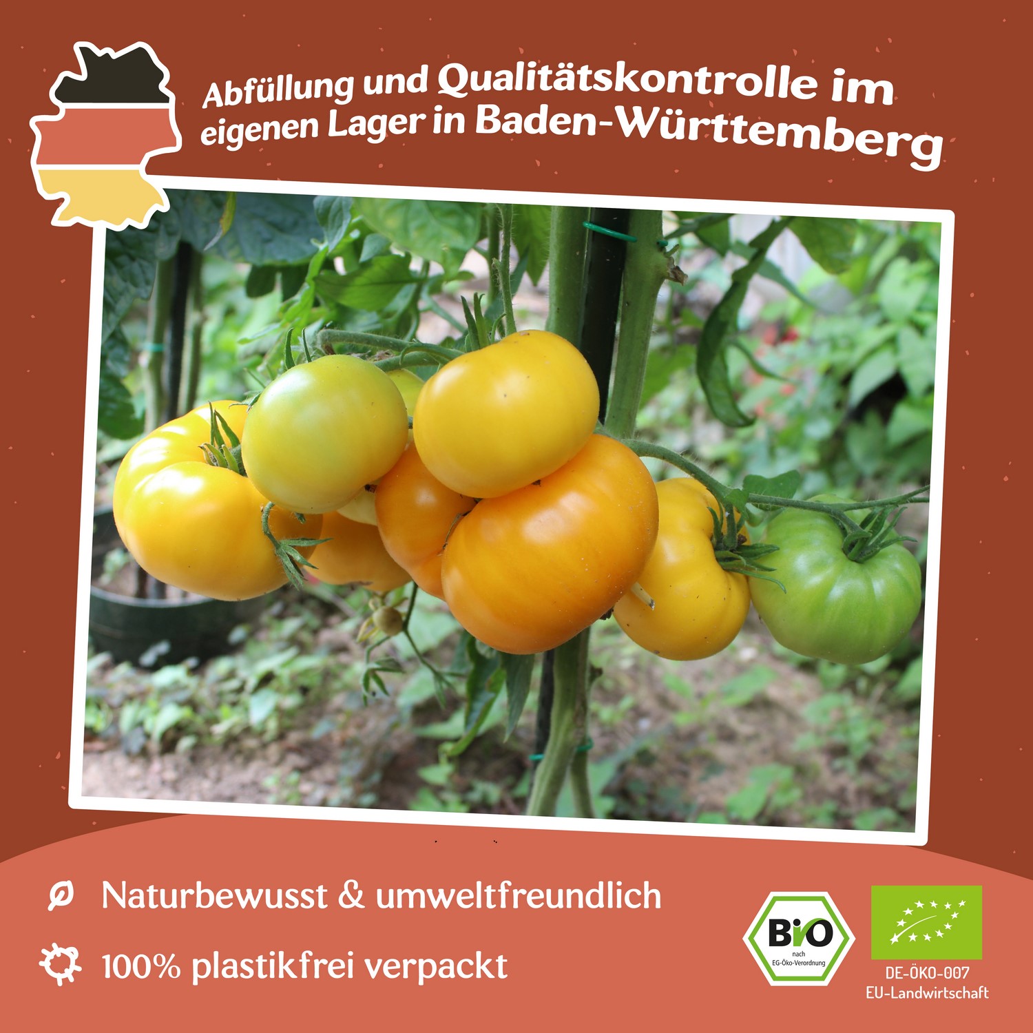 Old Yellow Candystripe Bio-Tomatensamen