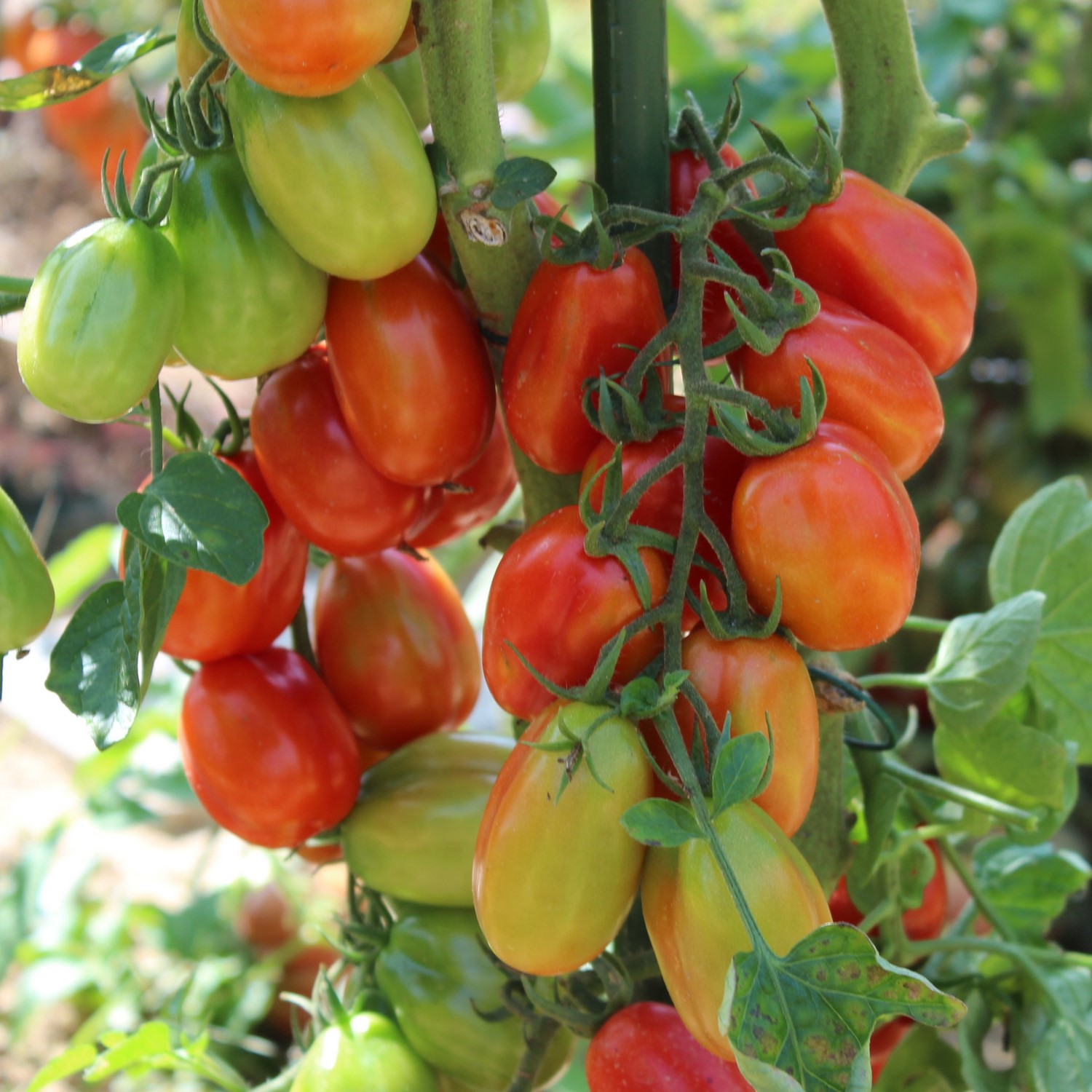 Scatolone 3 Tomatensamen